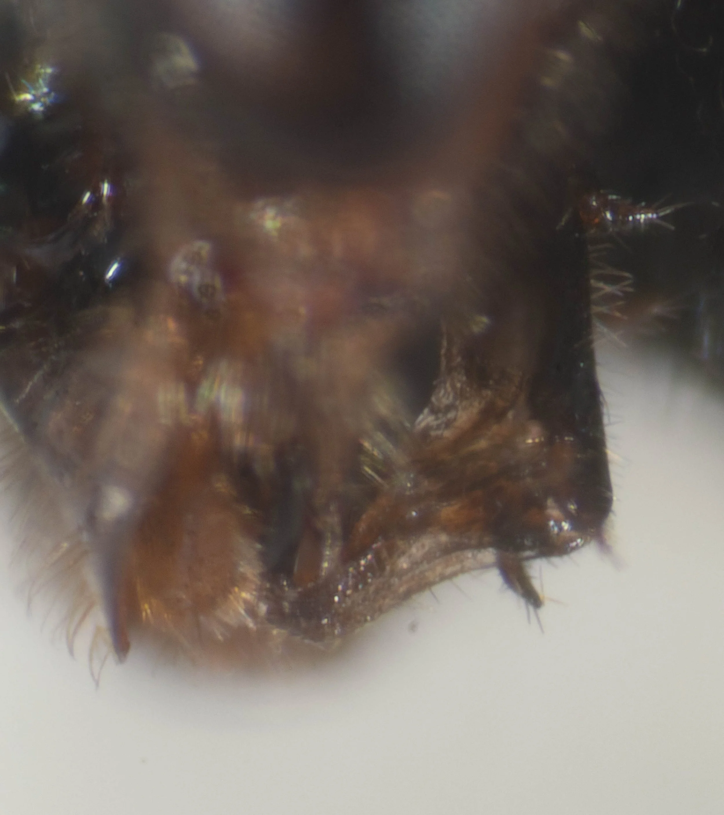 side view of proboscis  glossa pale grey, speckled black, tip of labial palps brown; prementum black  galea greyish orange, maxillary palps blackish-orange