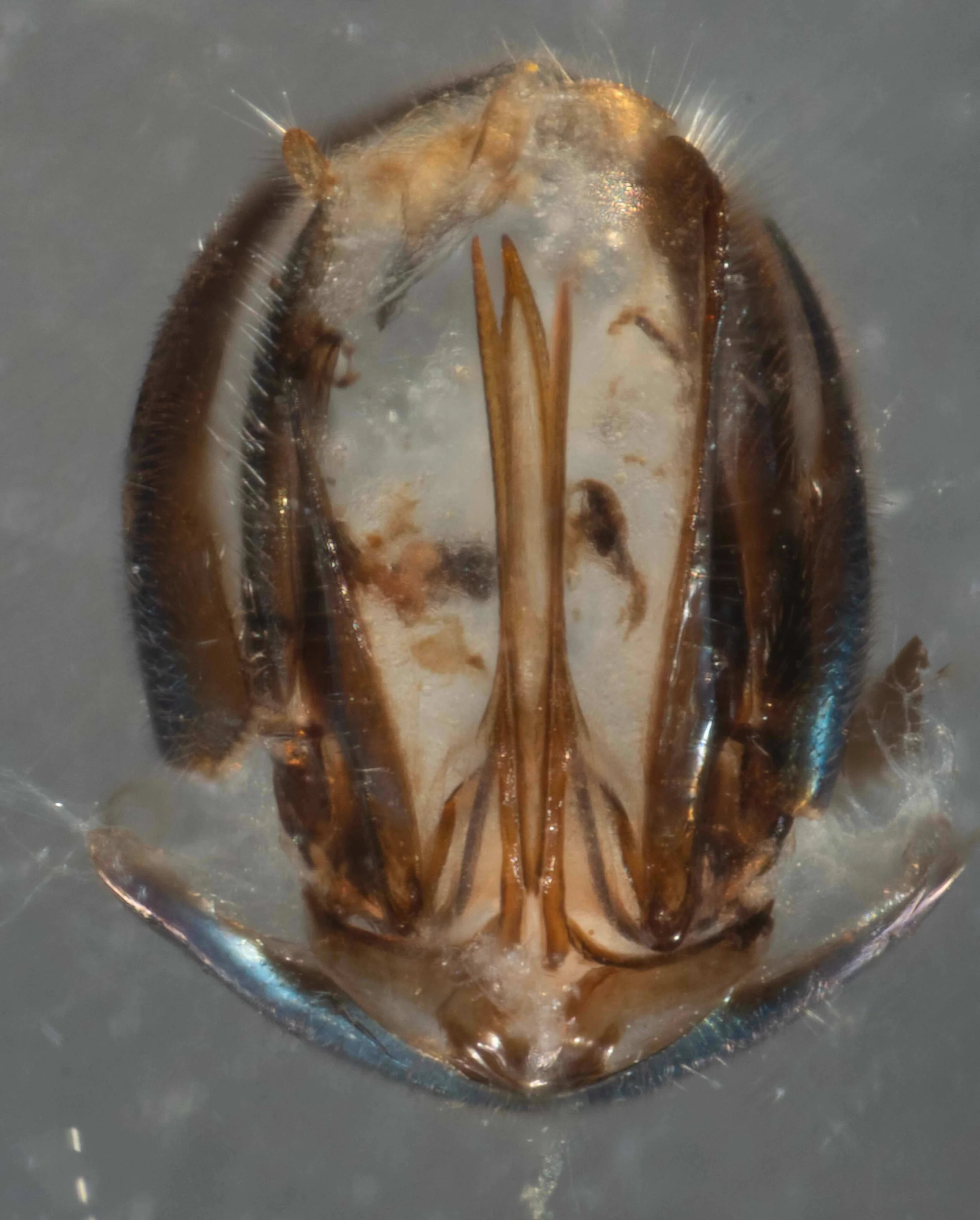 abdomen viewed from rear after removal from female and treatment with KOH to separate sclerites lancet, lance, sawsheath and 10th tergum with attached cerci, 9th tergum visible identical to photograph of T. nitidus genitalia in Malagon-Aldana et