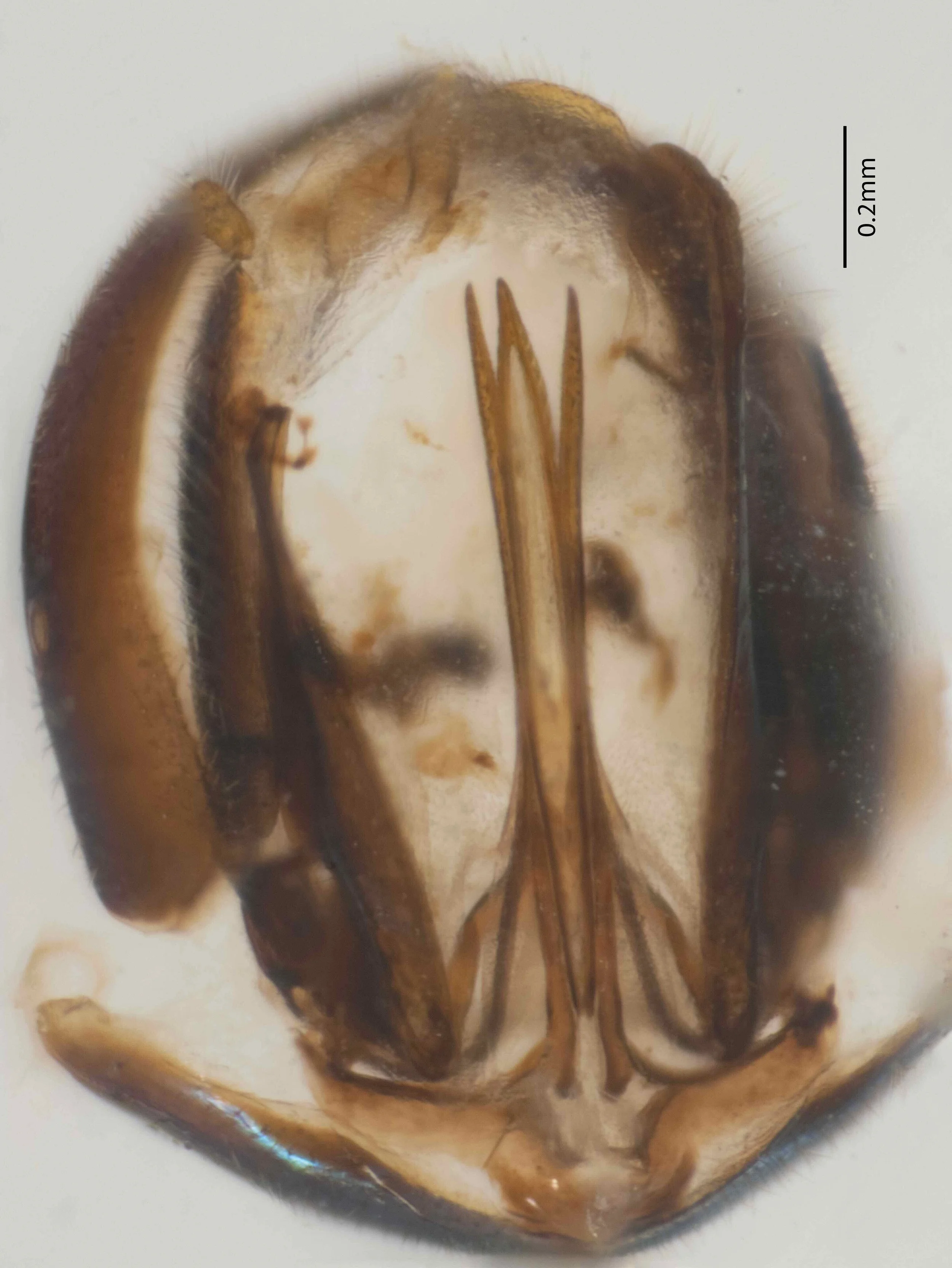 abdomen viewed from rear after removal from female and treatment with KOH to separate sclerites lancet, lance, sawsheath and 10th tergum with attached cerci, 9th tergum visible identical to photograph of T. nitidus genitalia in Malagon-Aldana et