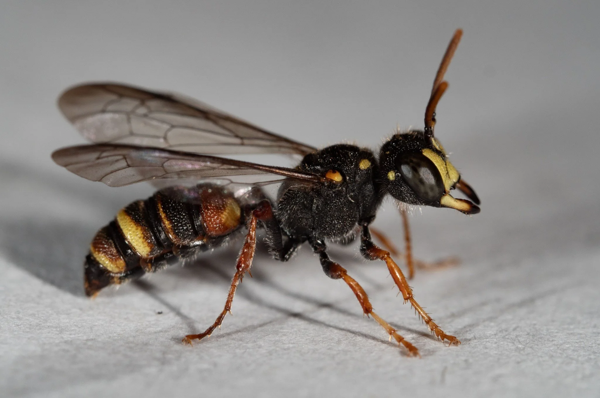 Cerceris (PHILANTHINAE)