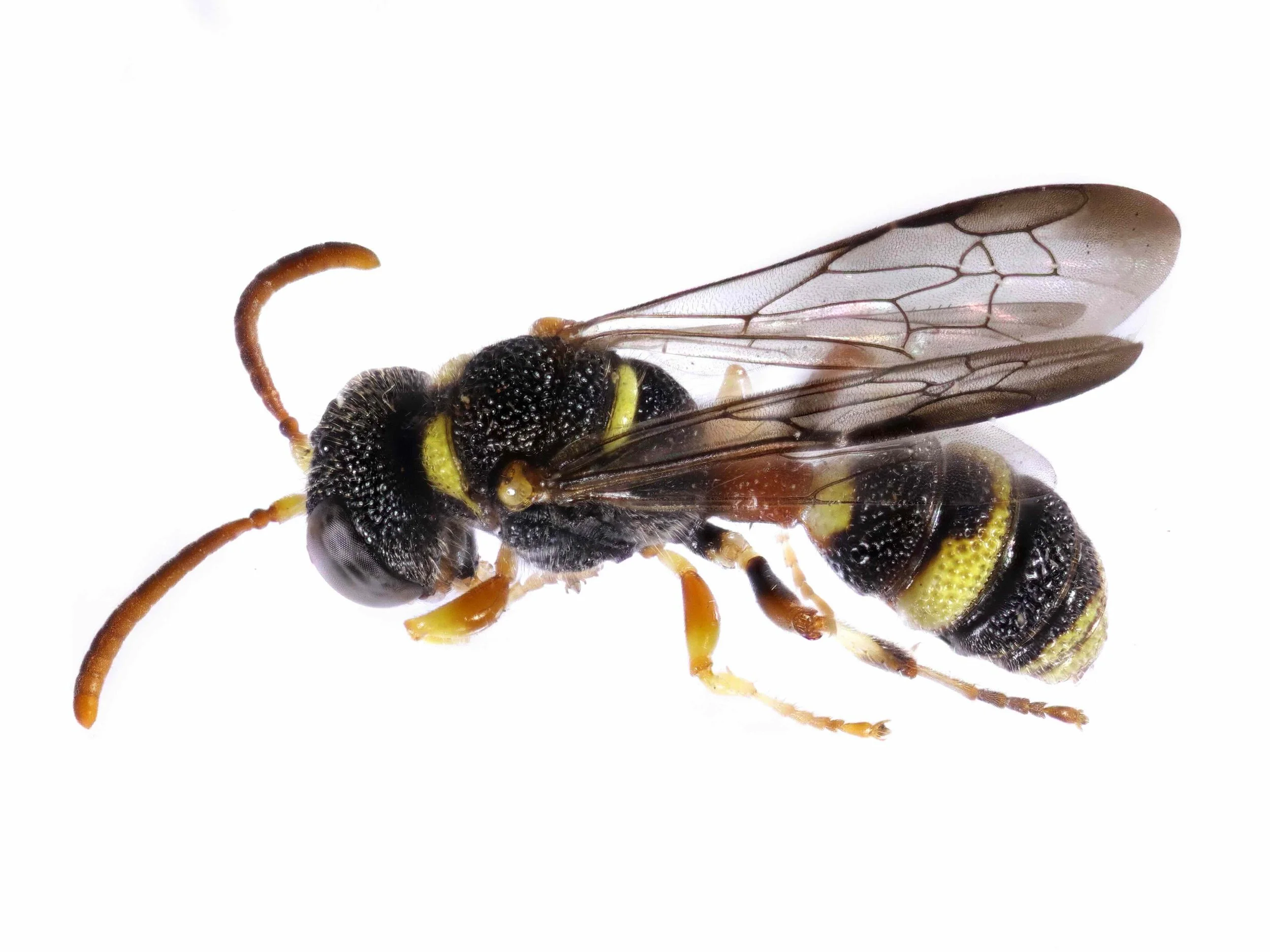 BOLD:AAH3238 (C. minuscula) male