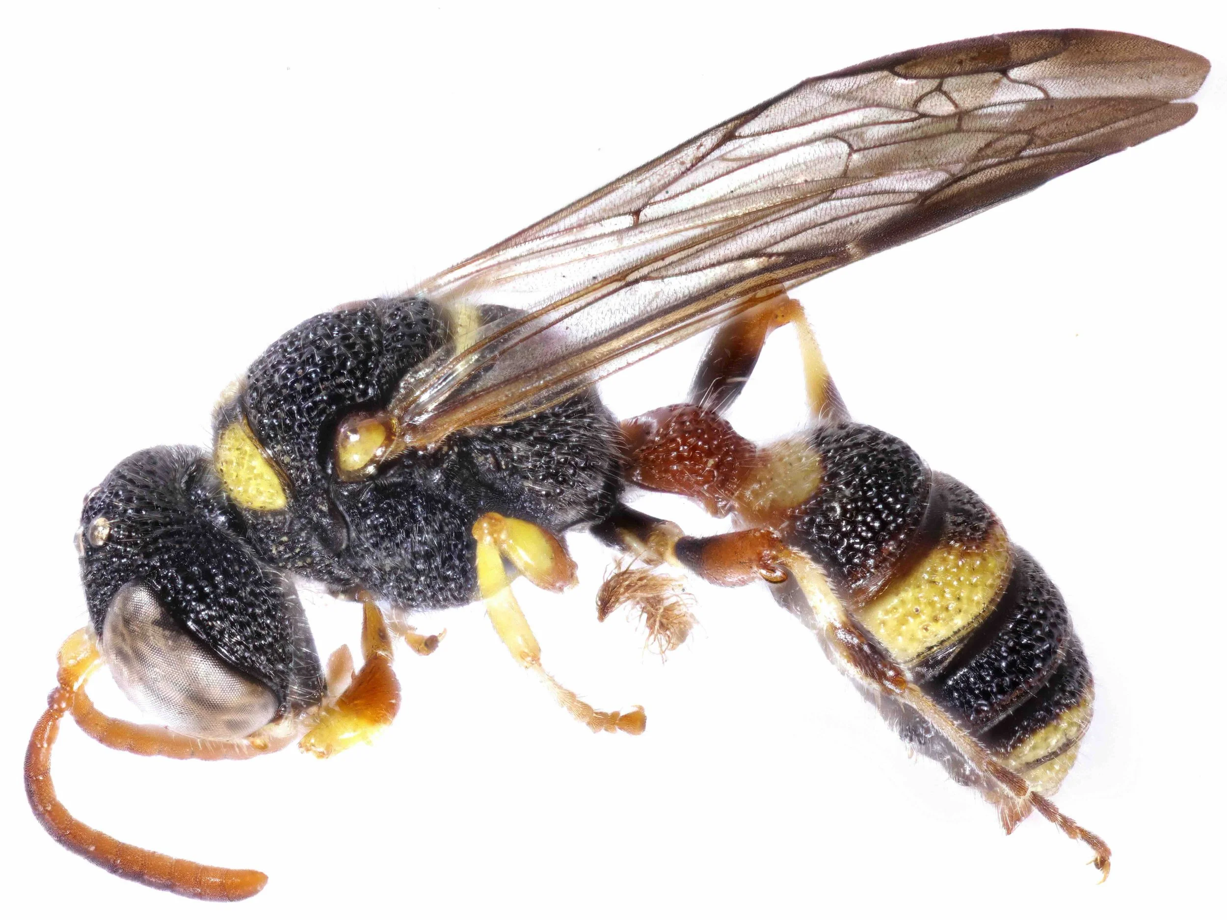 BOLD:AAH3238 (C. minuscula) male