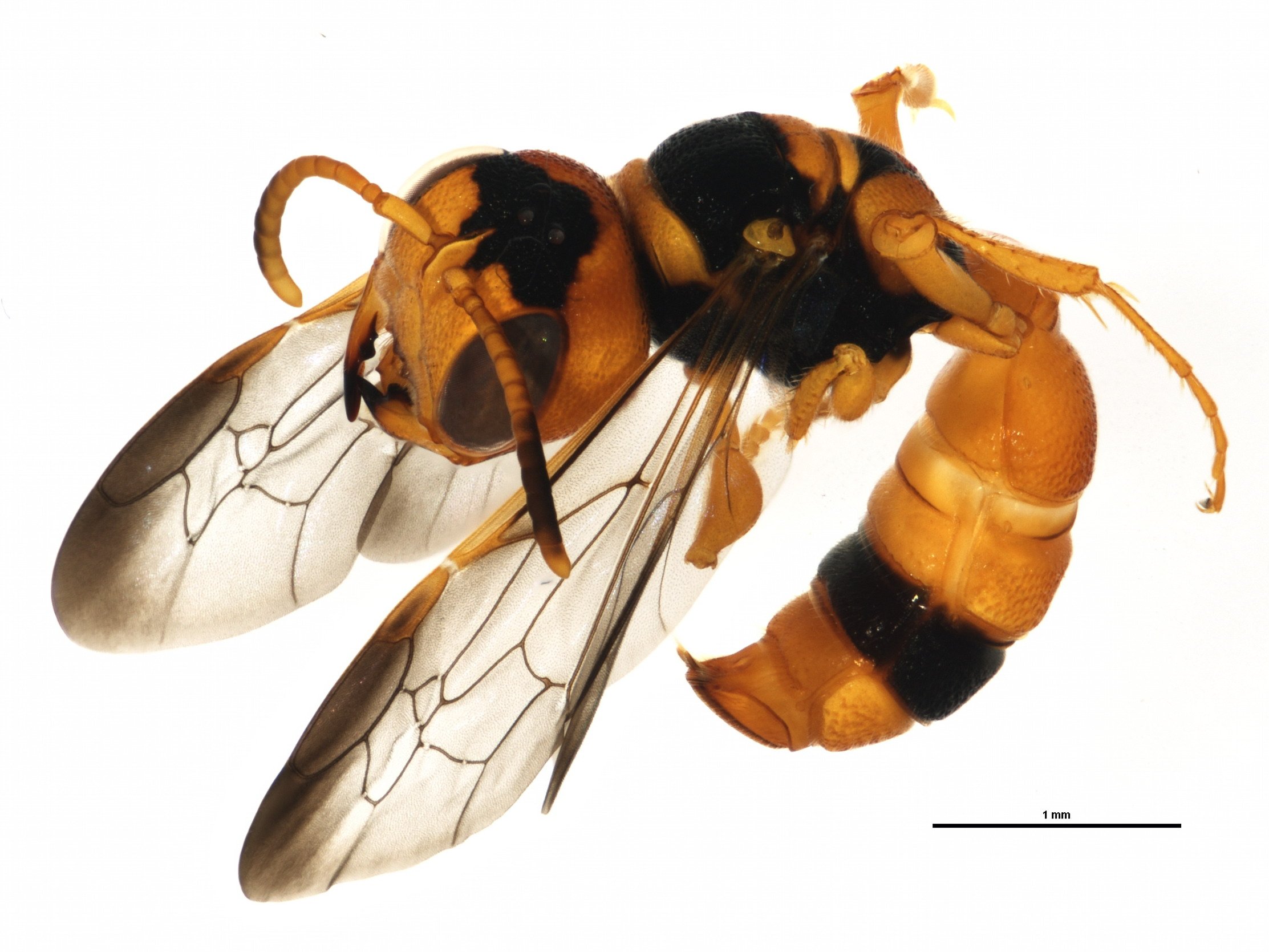 BOLD:ABY2182 (C. cunnamulla) female