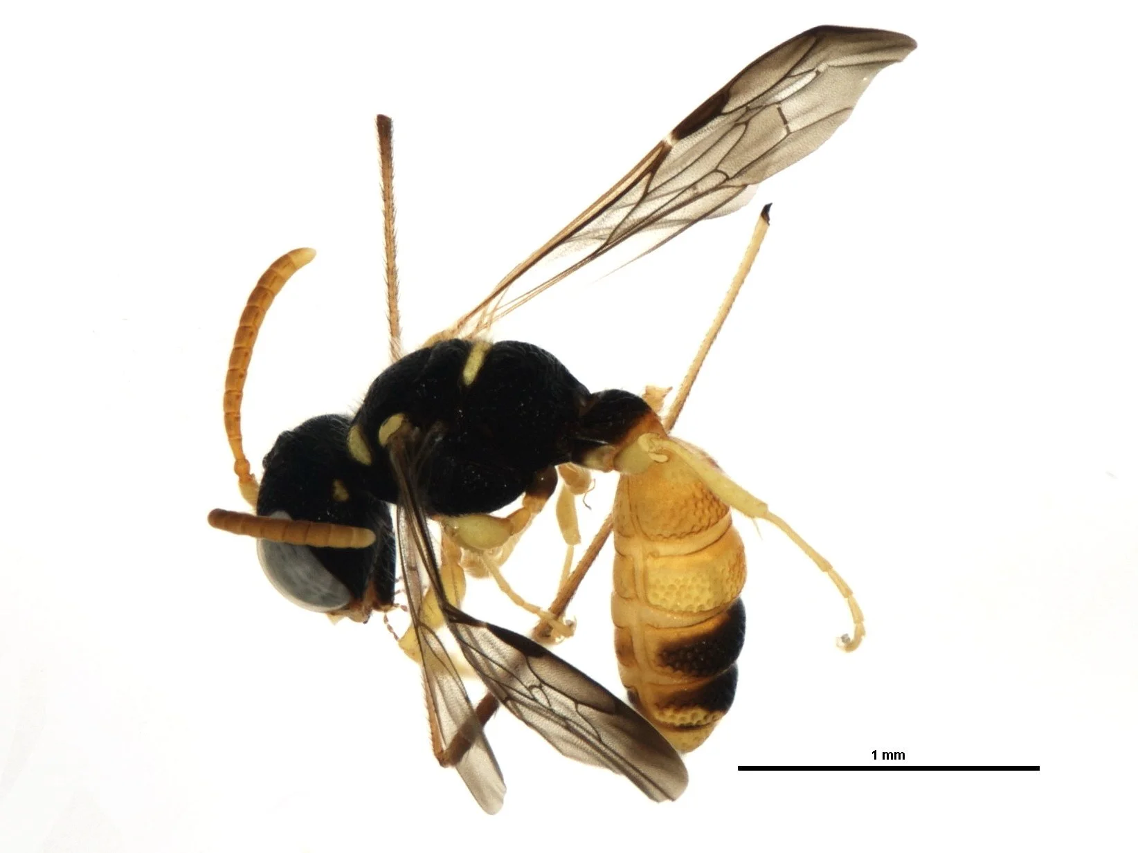 BOLD:ABX8530 (C. siccata???) male