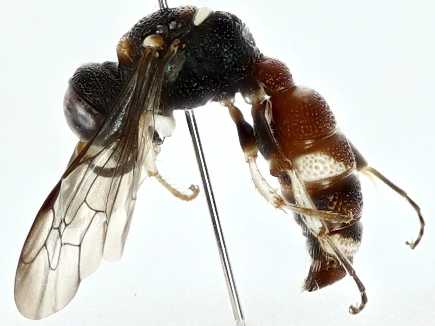 BOLD:AES6127 (C. anthicivora) female