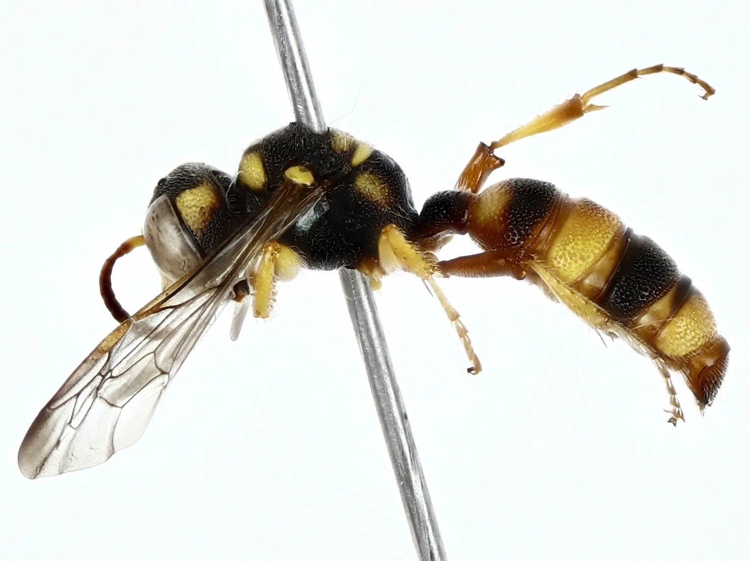 BOLD:AES7440 (C. gilberti???) female