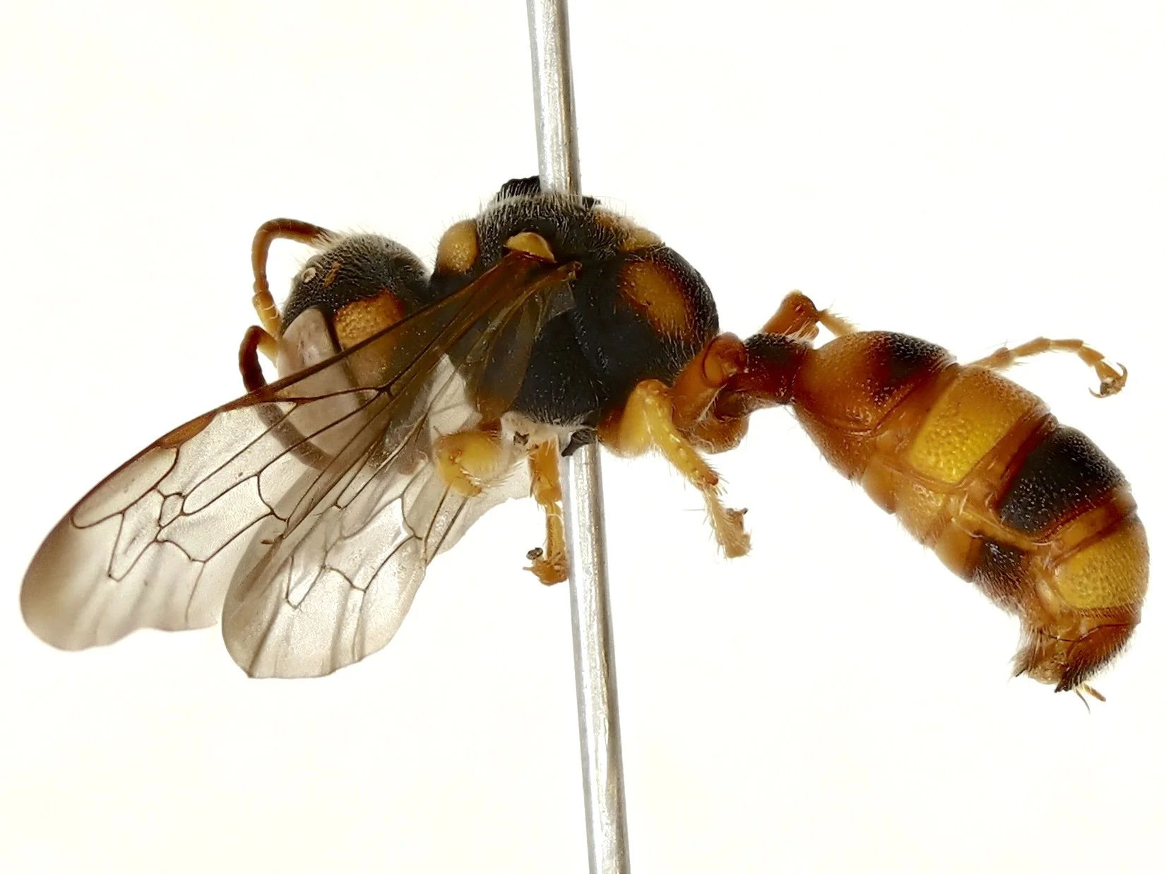 BOLD:AES7440 (C. gilberti???) female