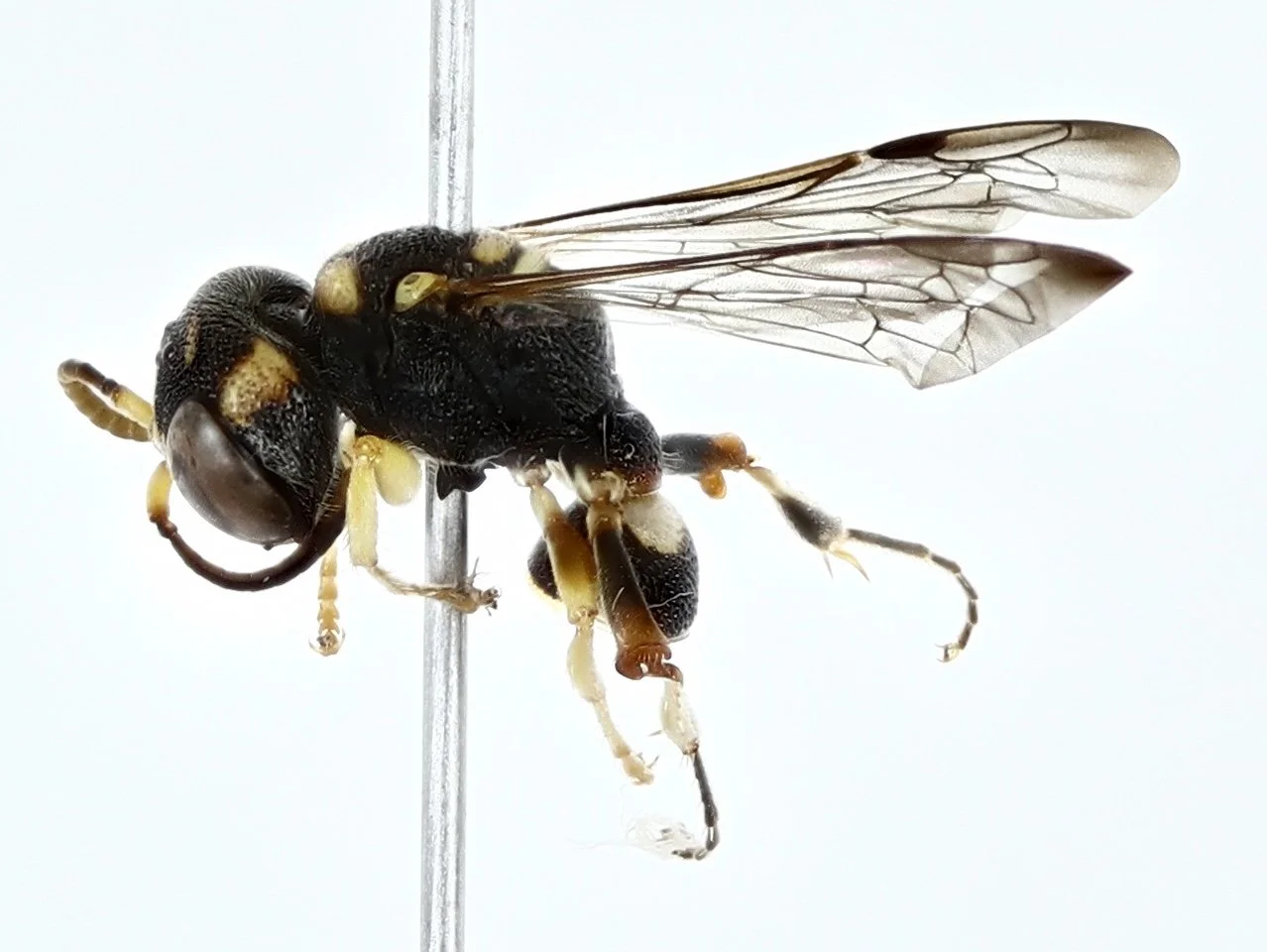 BOLD:AEU0476 (C. windorum??????)