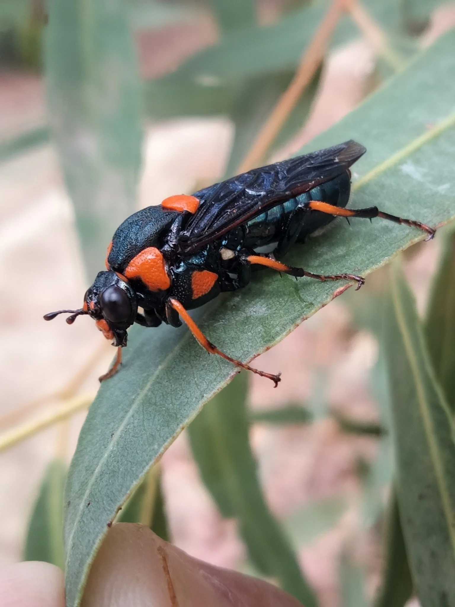 Undescribed WA Perga sp.