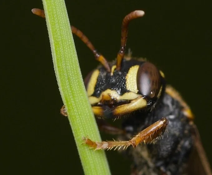 clypeal lamina of female