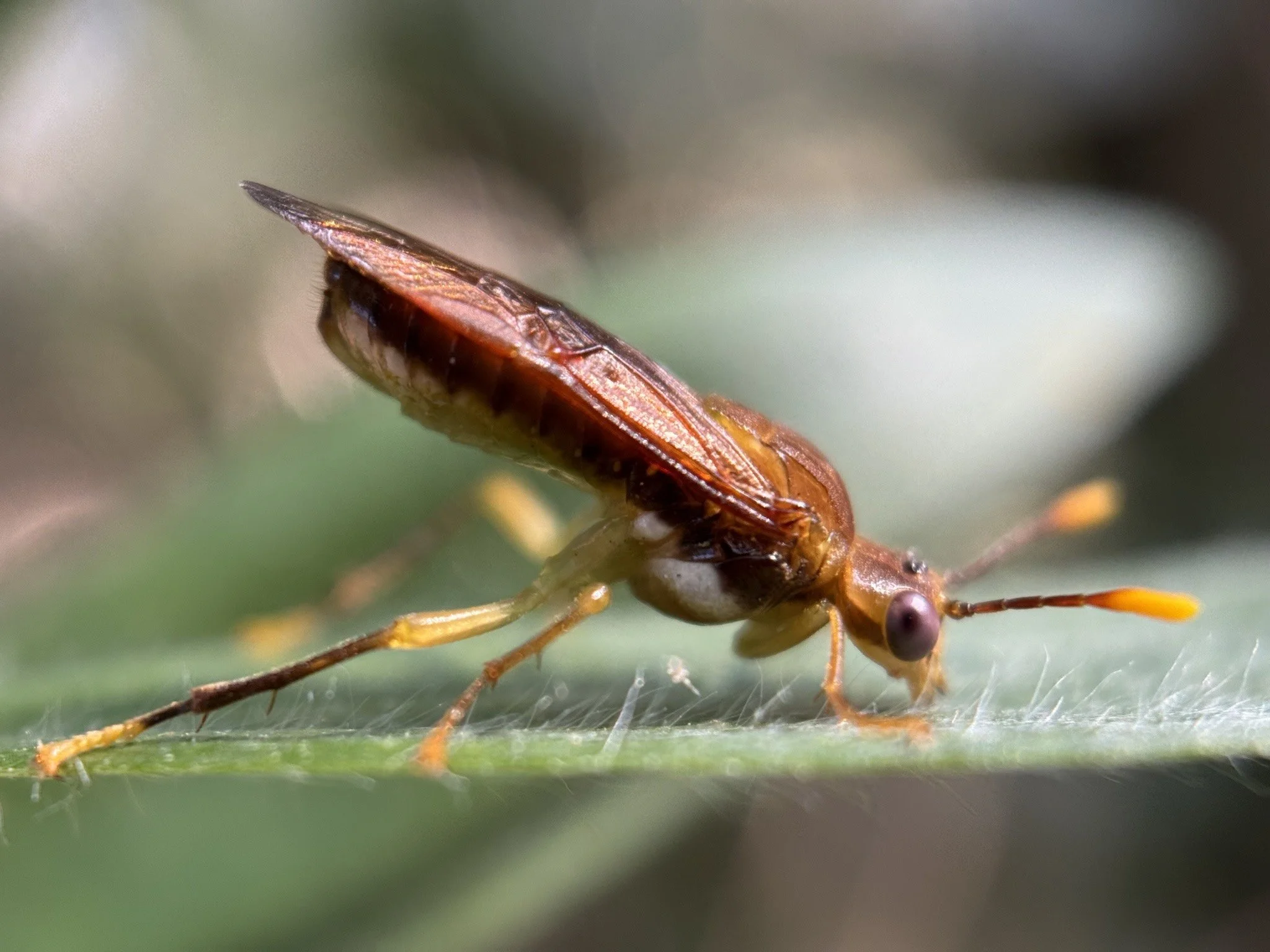 Acanthoperga species delineation