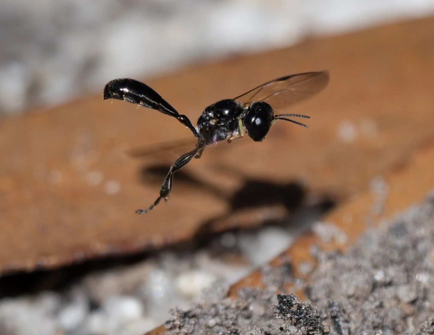 Rhopalum coriolum (Crabronini)