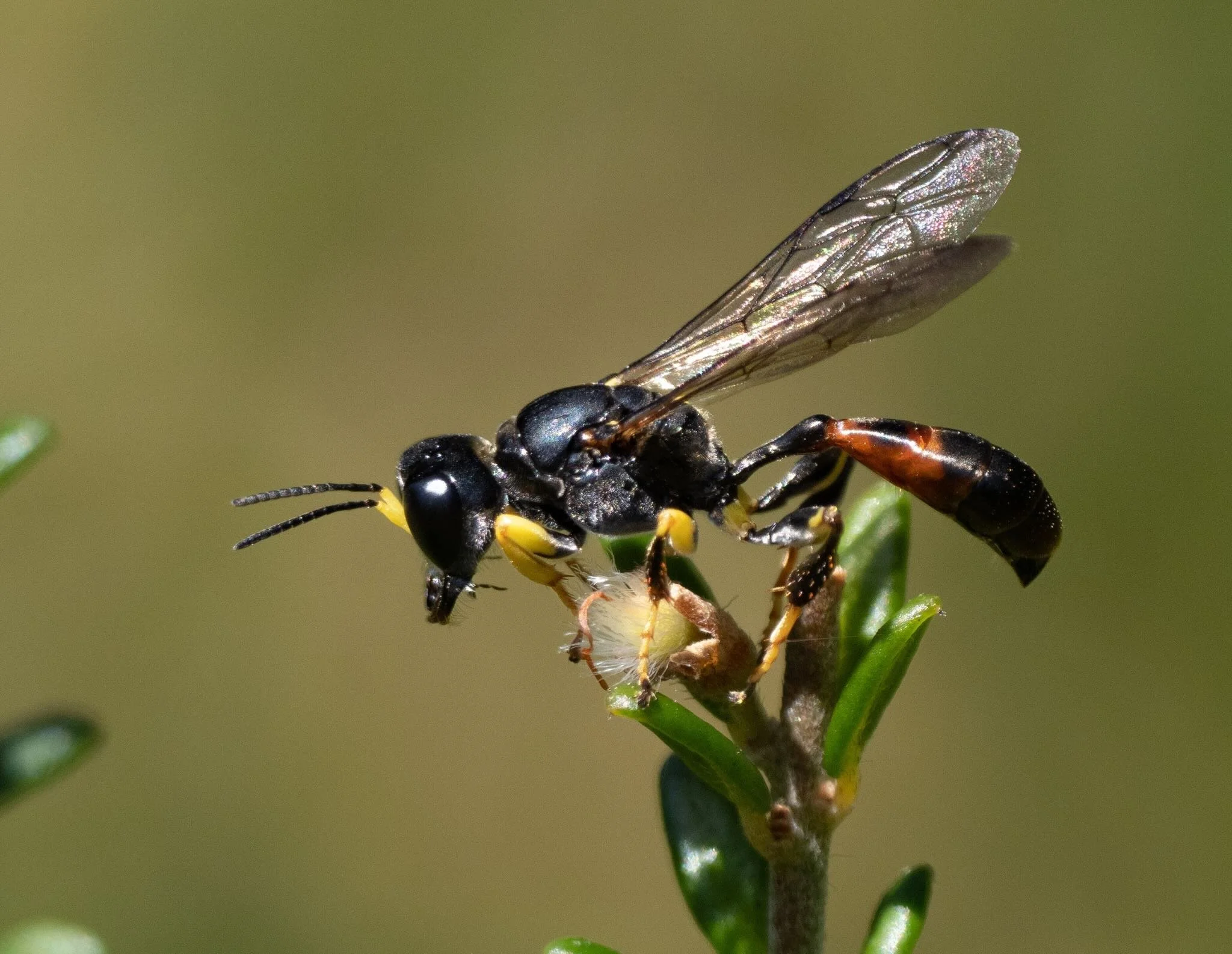 Podagritus leptospermi (Crabronini)