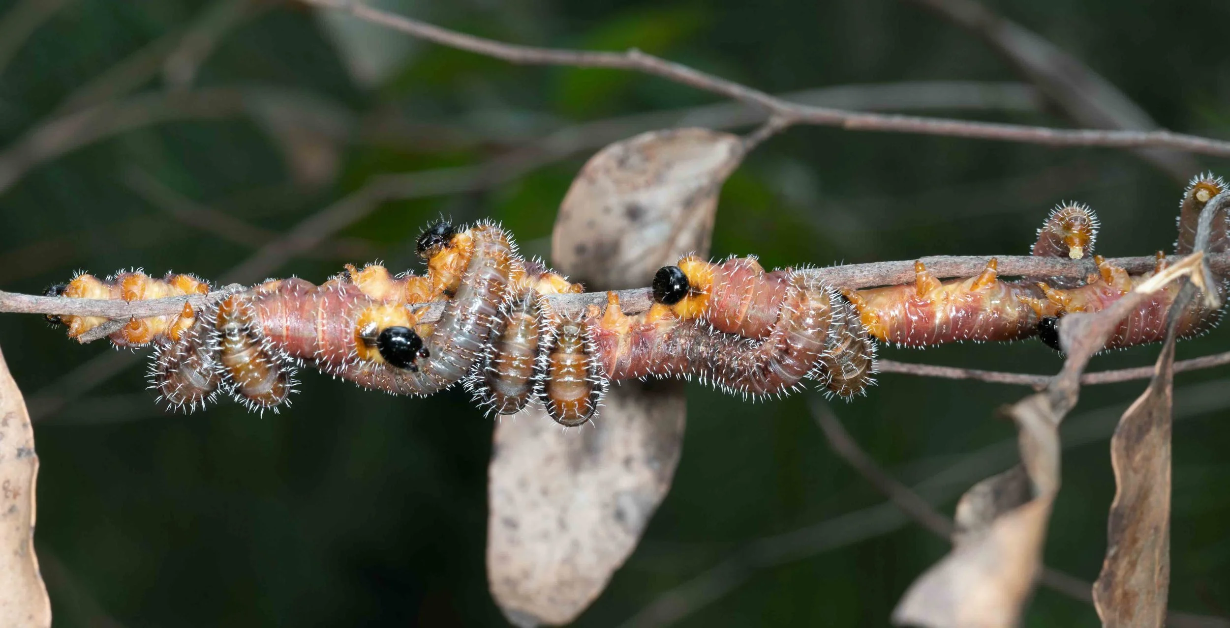 Perginae larvae batch 5