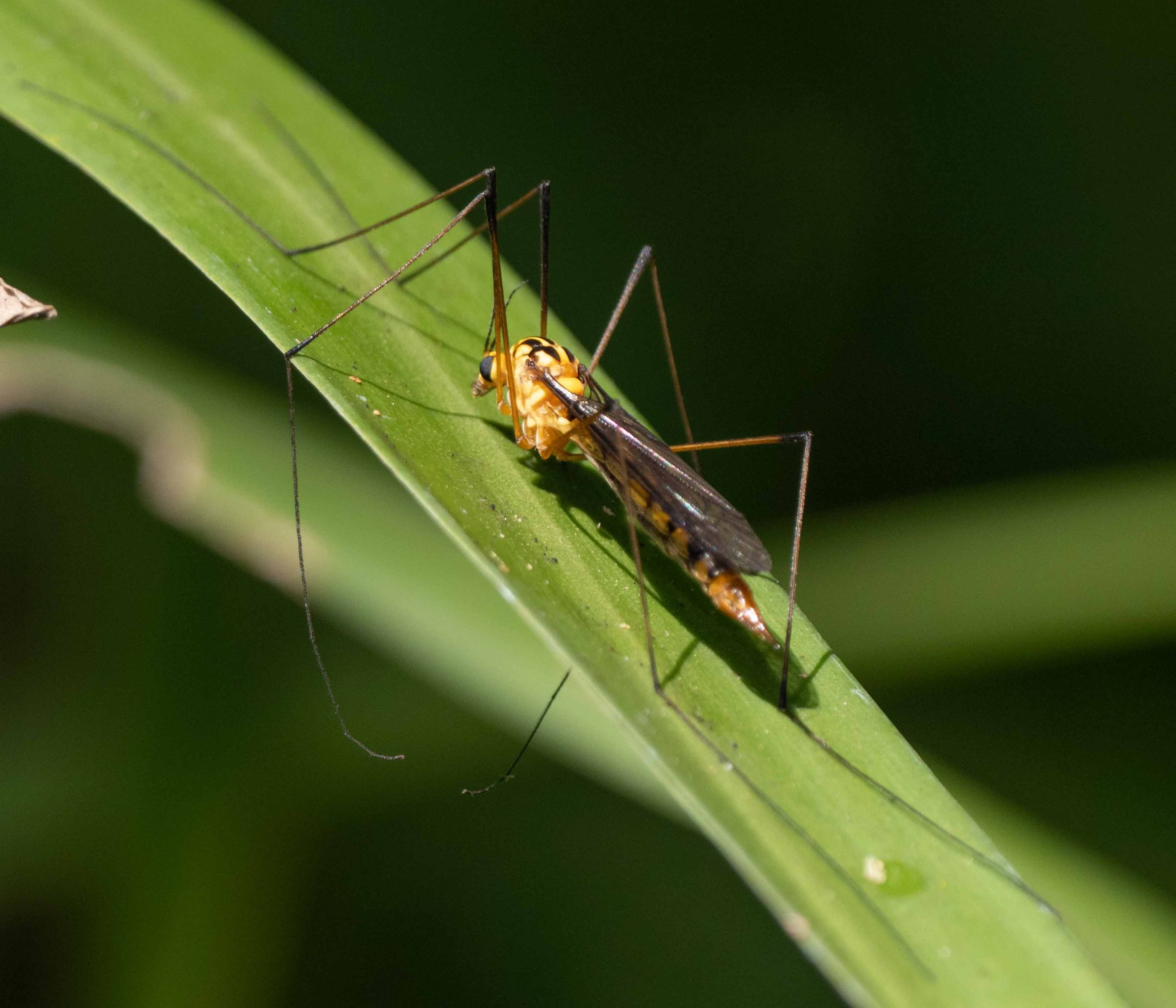 Yamba, seeking insects
