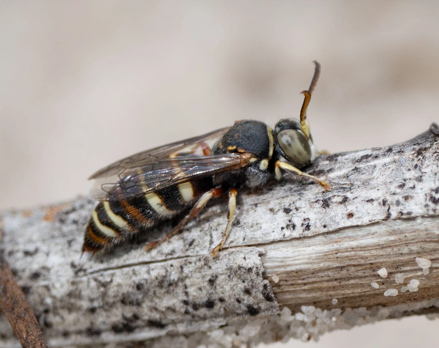  We went seeking sand wasps along a sandy track in heathland … and sure enough, these small male  Bembecinus  were patrolling the same short stretch as in previous seasons. Indeed, on day 1 of our searching I struggled to spot a female. The males wou