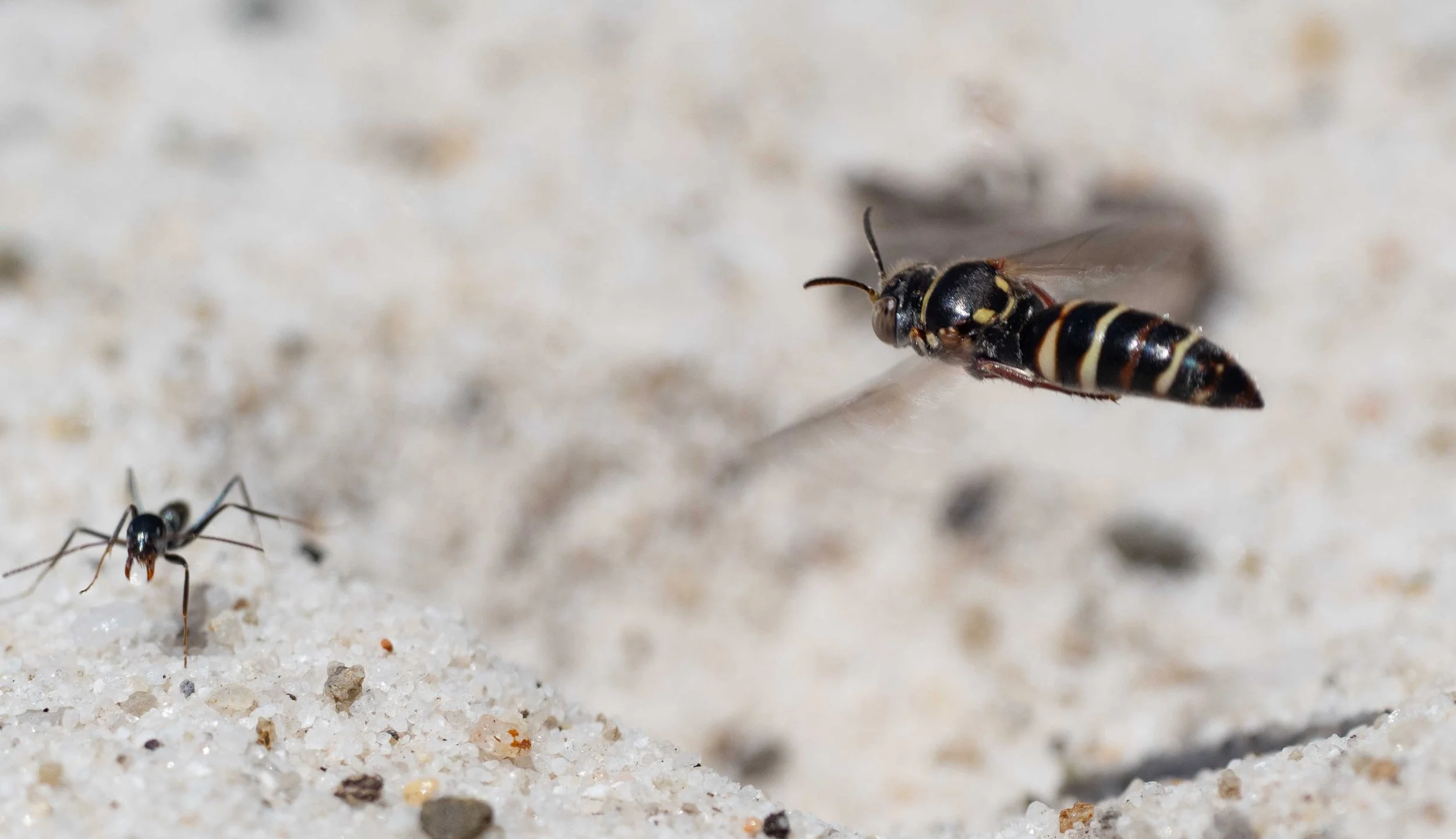  Ants are the bane of nesting sand wasps. They are quick to investigate every new excavation in the sand – and the wasps aren’t happy about it. 