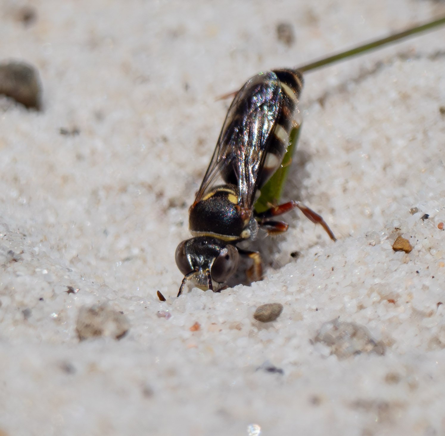   Bembecinus  specialise in hunting leafhoppers, stocking their underground nests with paralysed nymphs and adults … all food for their developing larvae.  
