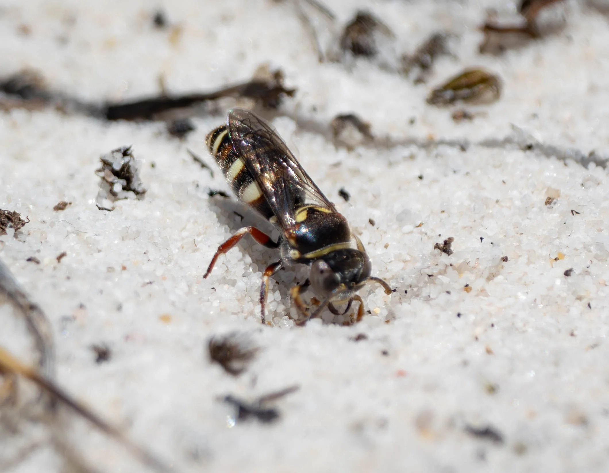  At the same site two days later … under cloudless skies in the heat of late morning … and female  Bembecinus  were now out in force. Huge numbers, but largely confined to one section of the track. This is clearly a favoured nesting site, and they we