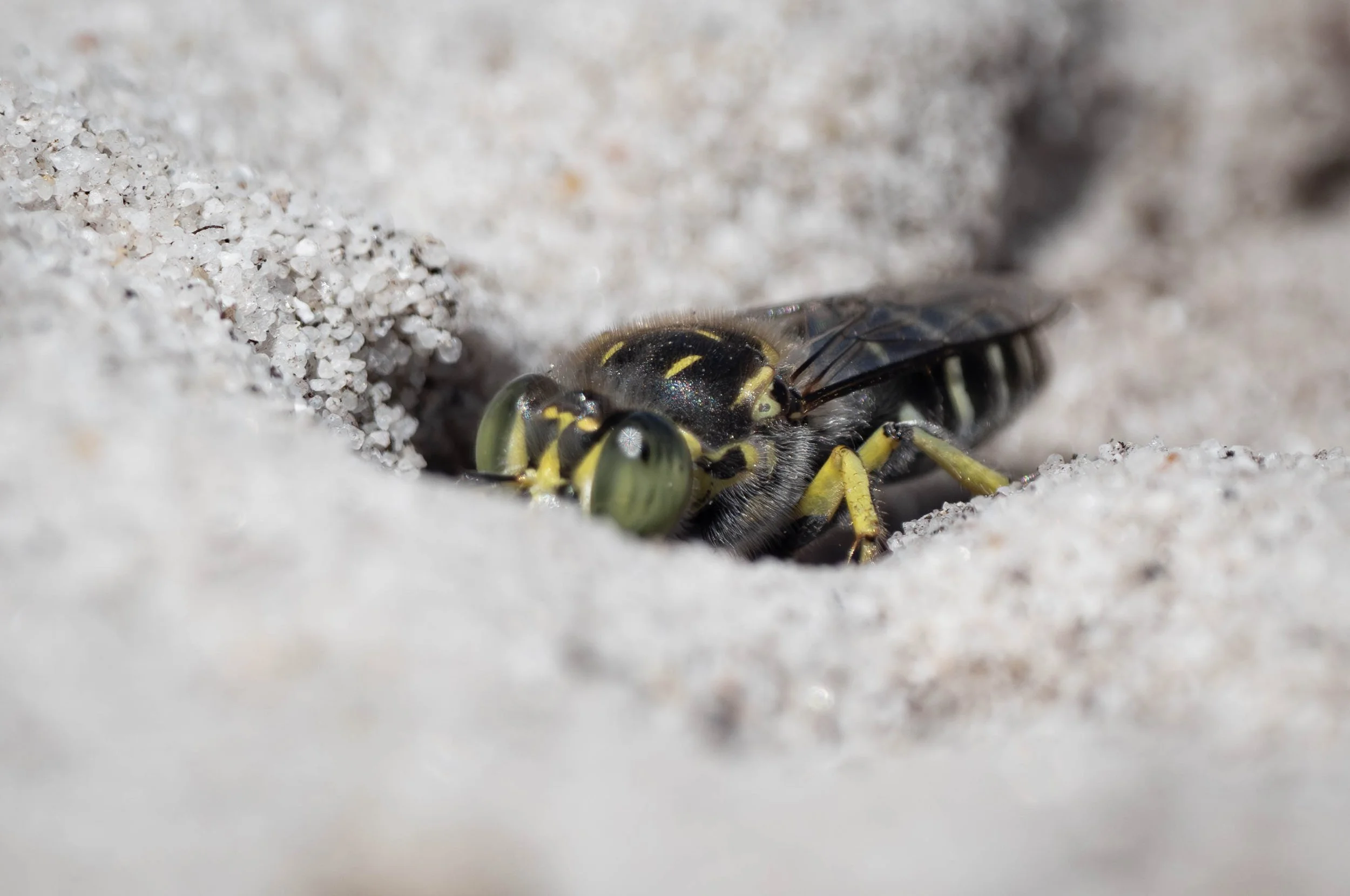  Another  Bembix , and with more extensive yellow markings … but most likely the same species. In this genus, the extent of the pale markings on the mesoscutum (the ‘back’) can vary significantly. Particularly so if this is the species I think it is 
