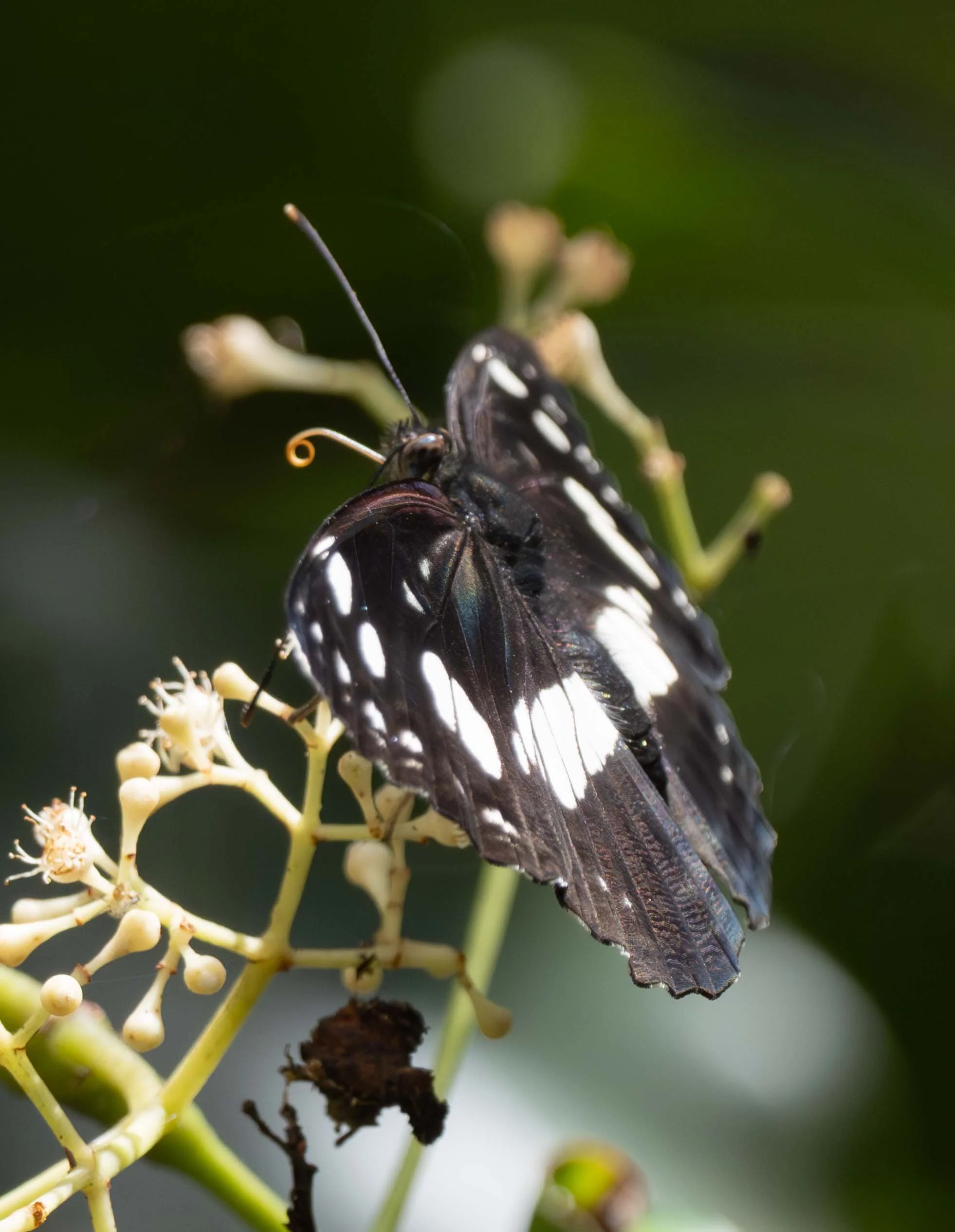  Another first for us! The ‘White-banded Plane’ is widespread in the eastern tropics, but not particularly common. The gliding flight, with wings held perfectly flat, is a distinctive feature of the ‘aeoplane’ butterflies (subfamily Limenitinae).    