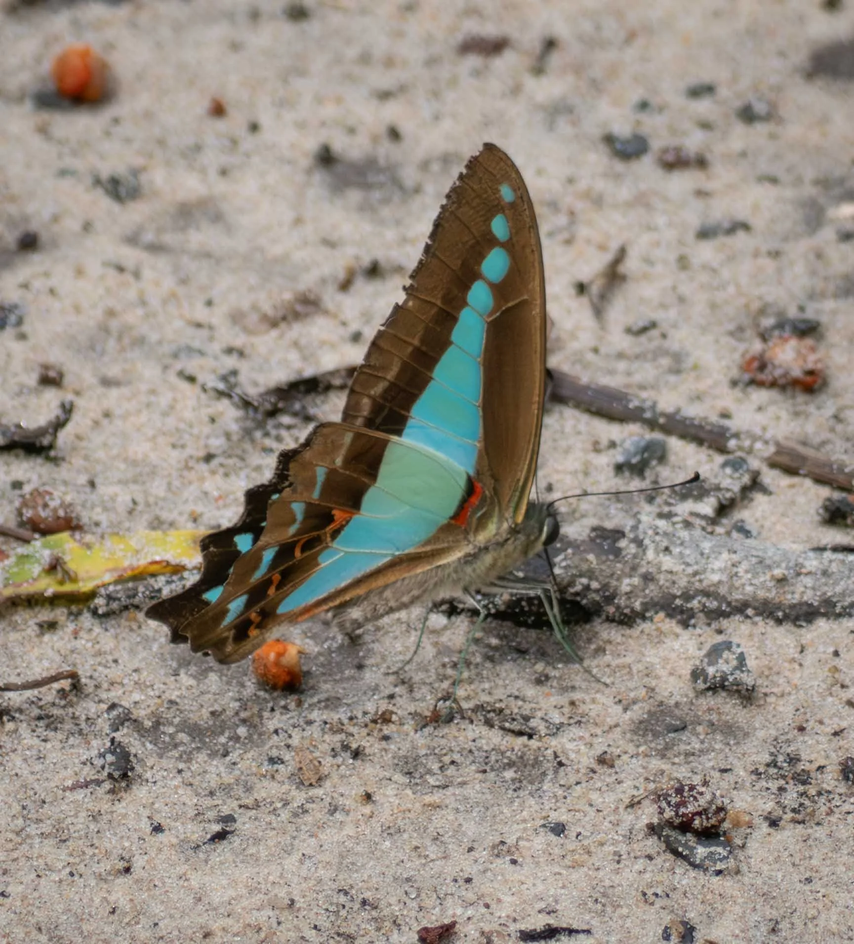  Yet another rainforest species, the aptly named ‘Blue Triangle’. This one was intently lapping at the moist sand not far from an ocean beach, no doubt attracted by the salt.    Graphium choredon  