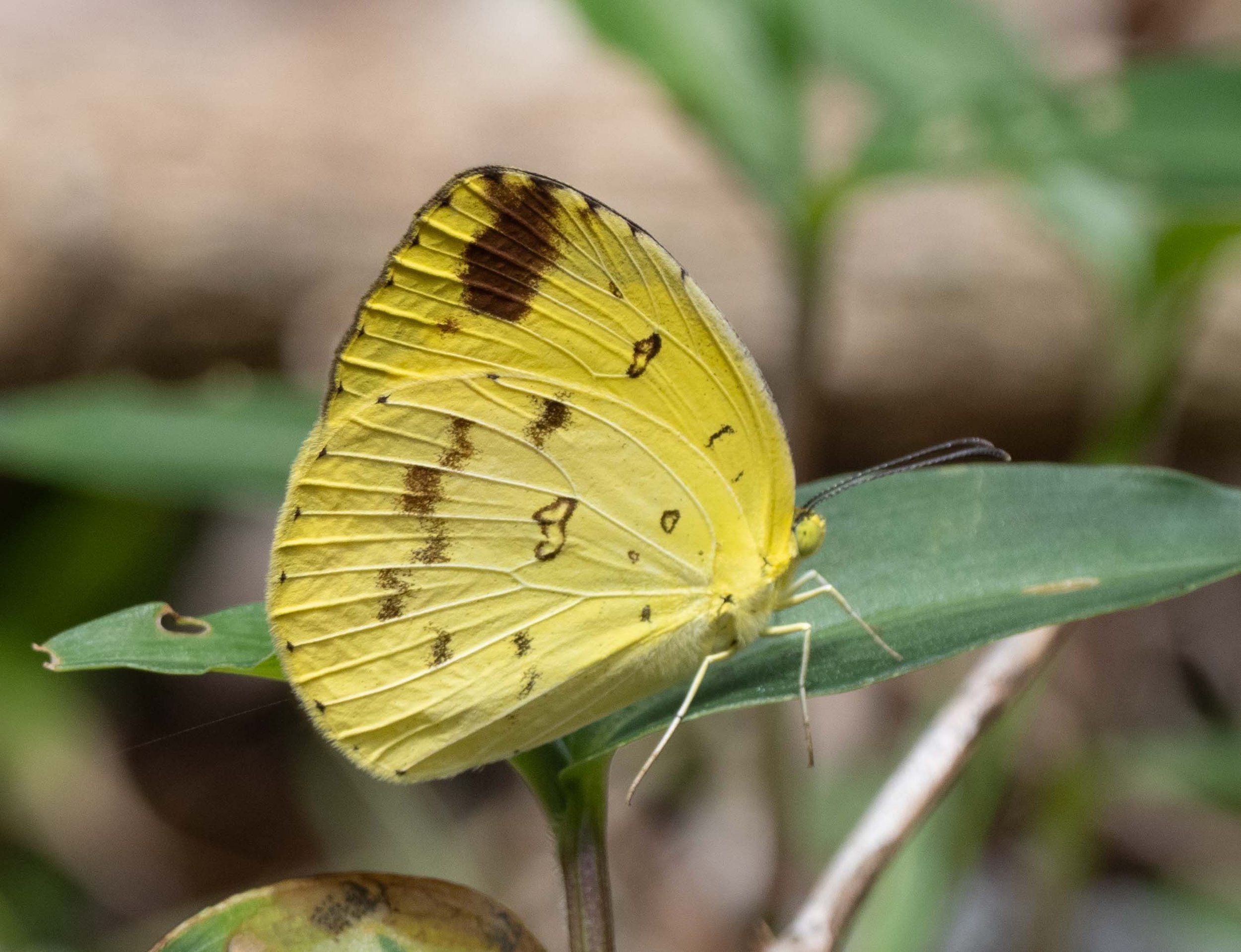  A very common species across northern Australia, in ‘good years’ the migrants dispersing well down the coast of northern NSW.   Eurema hecabe  