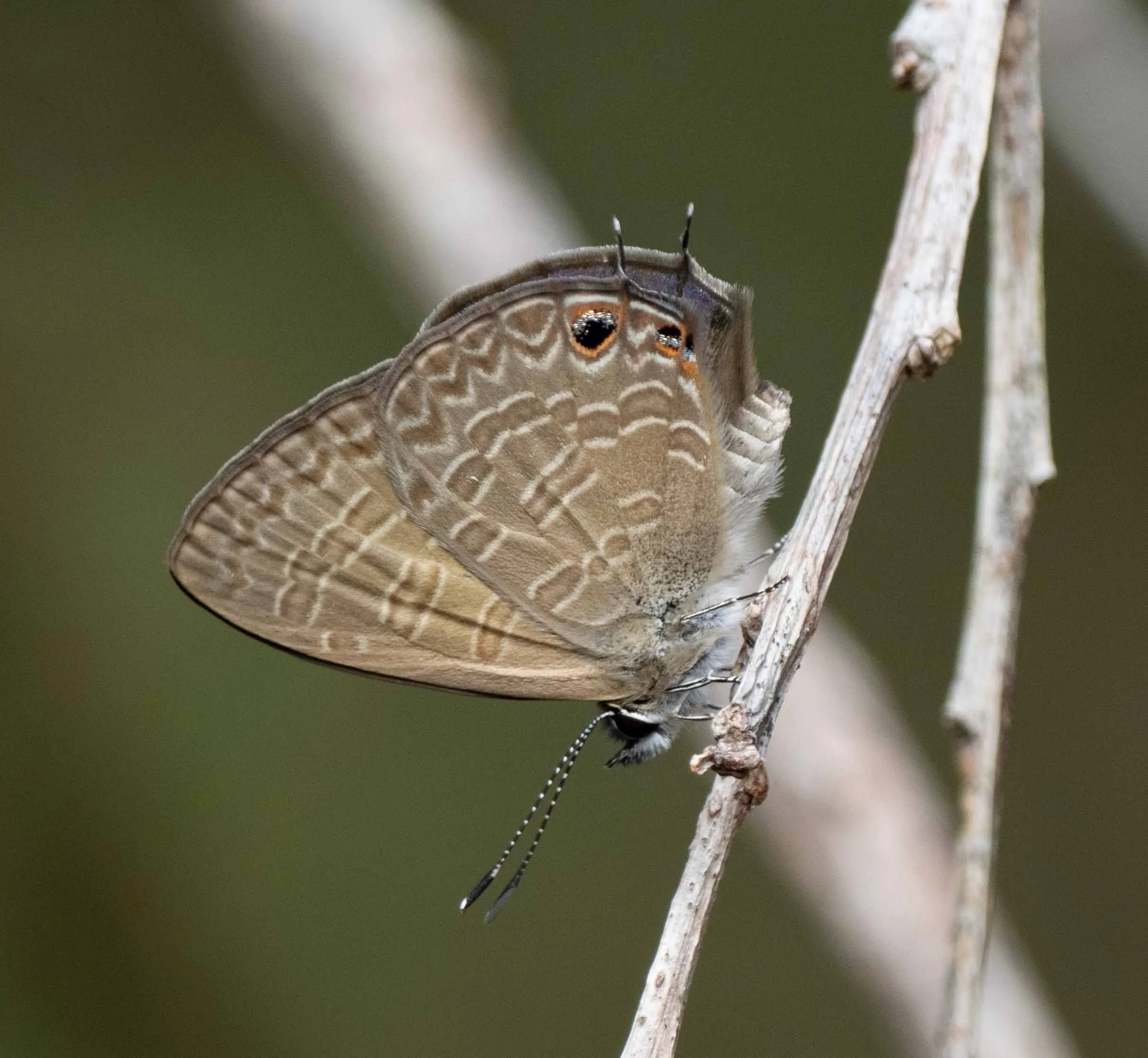  Common and widespread … but not seen south of Sydney, so another bonus for our trip up north.   Nacaduba berenice  