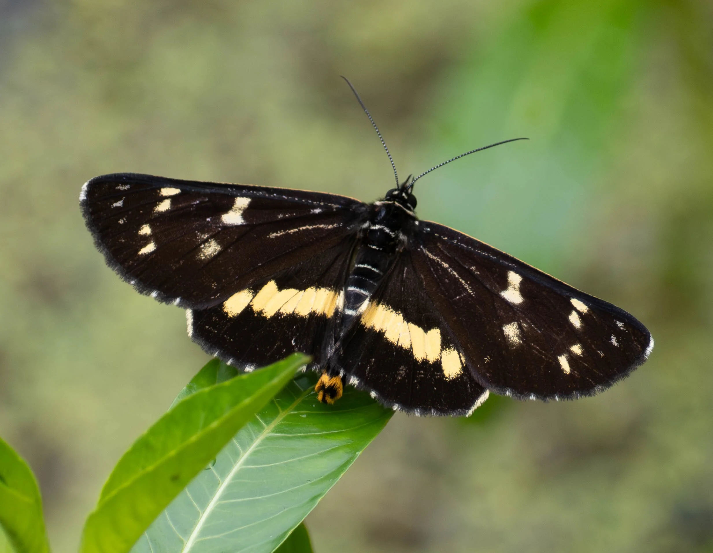  A large, day-flying moth that could easily be mistaken for a butterfly. These were numerous in the rainforest where we were staying.   Cruria synopia  