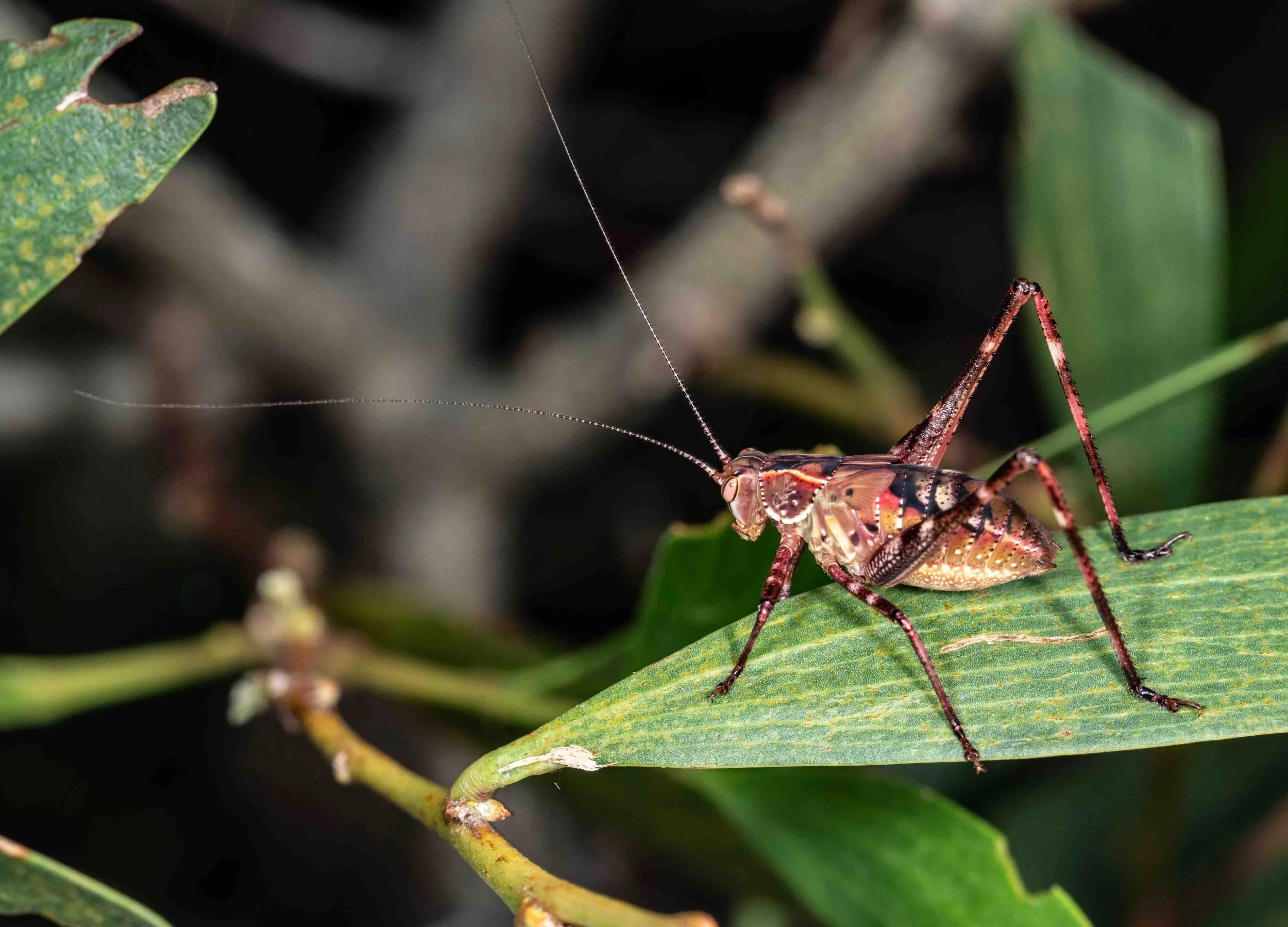  Among hundreds of grasshoppers along this stretch of heathland track, we also sighted a few katydids. And this colourful nymph was arguably the most spectacular!   Caedicia marginata  (nymph) 