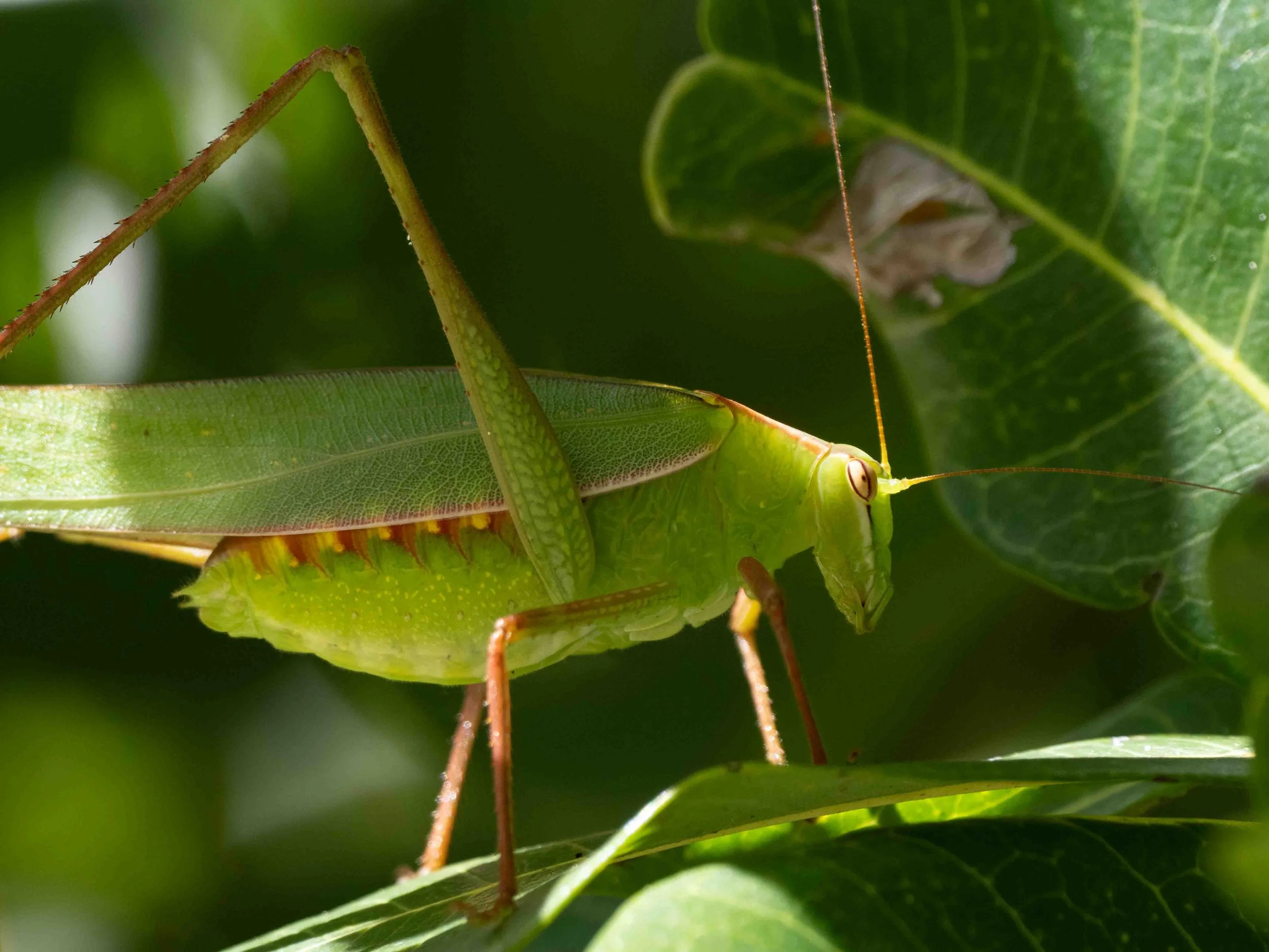  Fully grown, with long wings. And now it can fly!   Caedicia marginata  (adult) 
