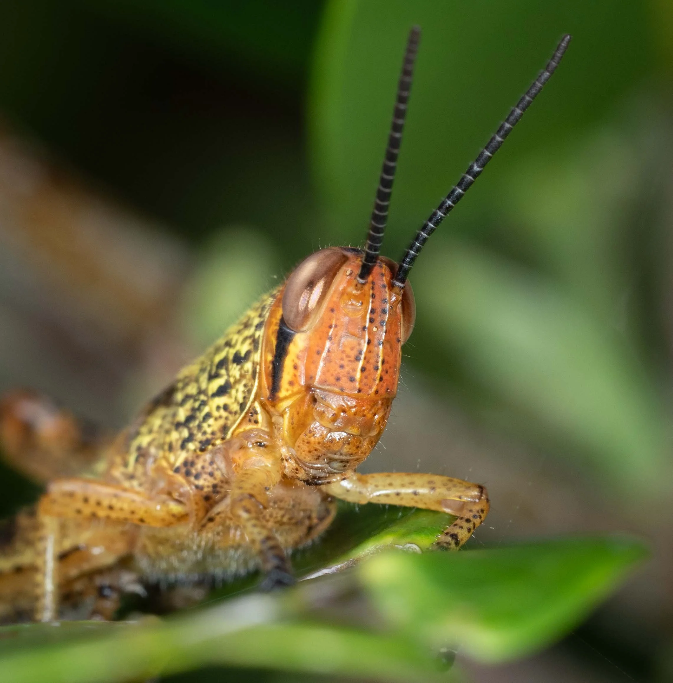  This  Valanga  species is called the ‘Giant Grasshopper’. By late summer, having reached the adult stage, they’ll be about 70mm long. Australia’s largest species of grasshopper! These were nymphs, however, and so less gigantic.   Valanga irregularis
