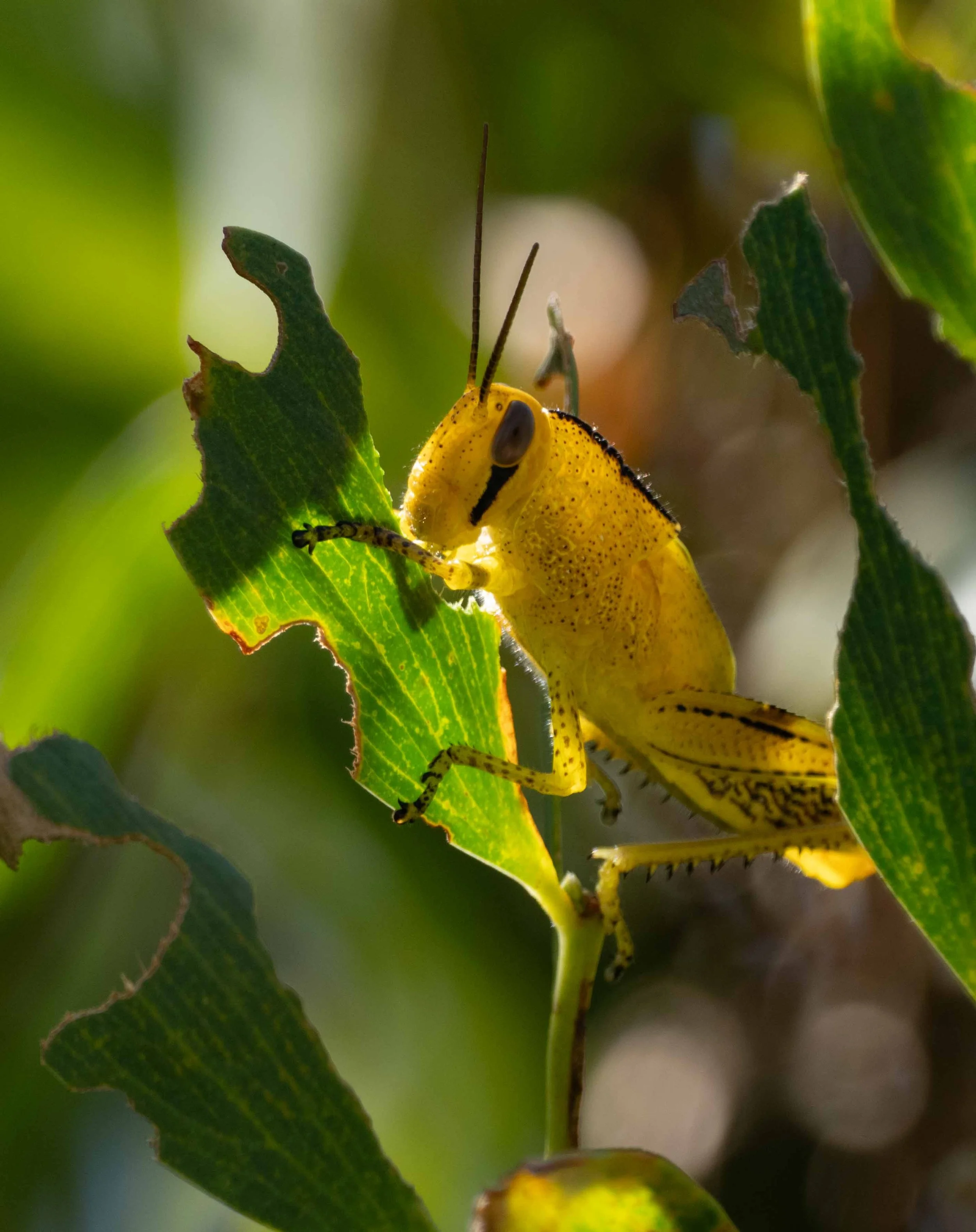  Amidst the hoards of tapestry-coloured  Valanga  we occasionally spotted a bright yellow grasshopper munching on the leaves. Despite some superficial similarities, this species belongs to a different genus. Adults are much less colourful than these 