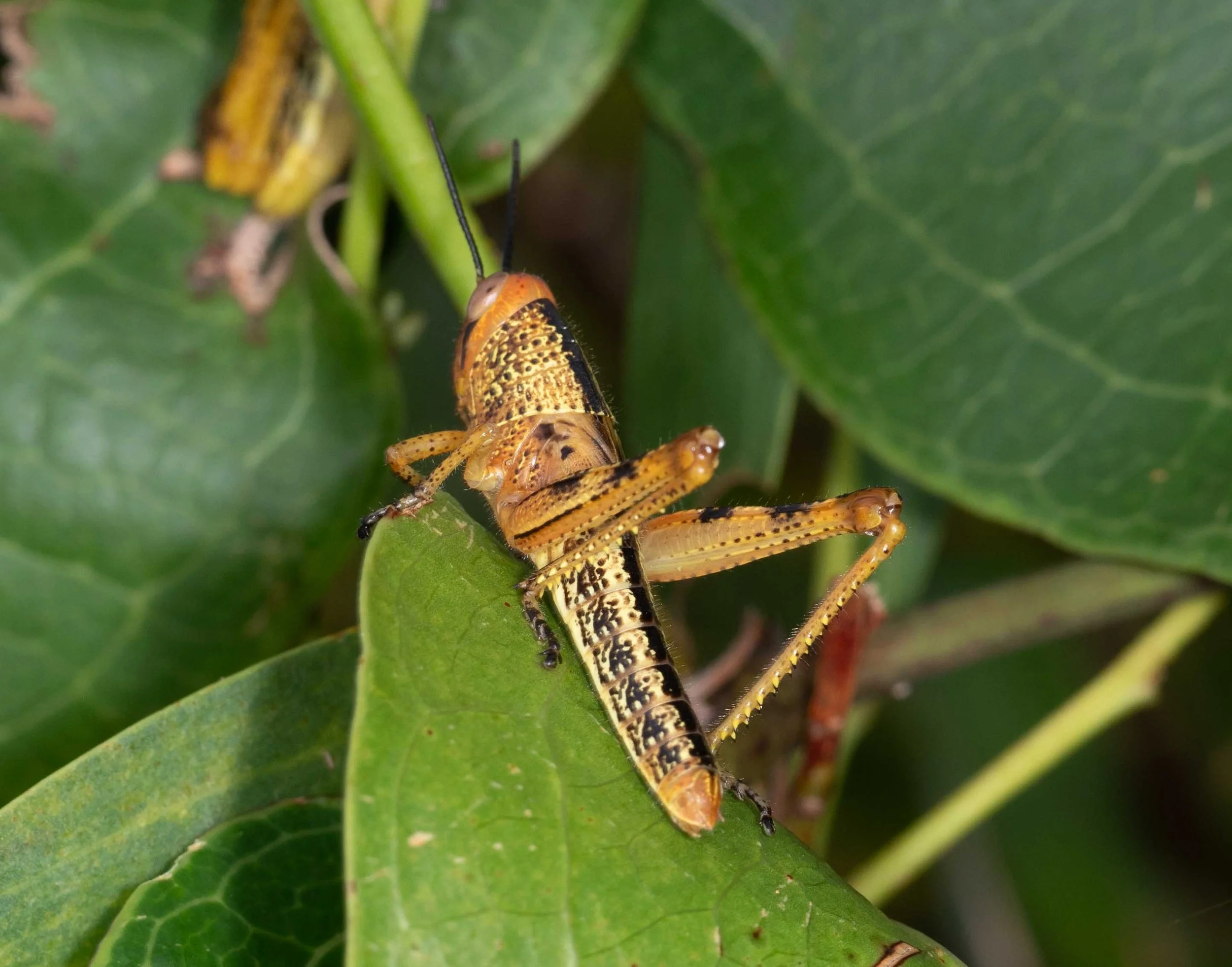  These colourful grasshoppers were so numerous in patches of vegetation that the sound of them hopping from leaf to leaf was enough to catch our attention. That is, if their brilliant colours hadn’t already stopped us in our tracks!   Valanga irregul