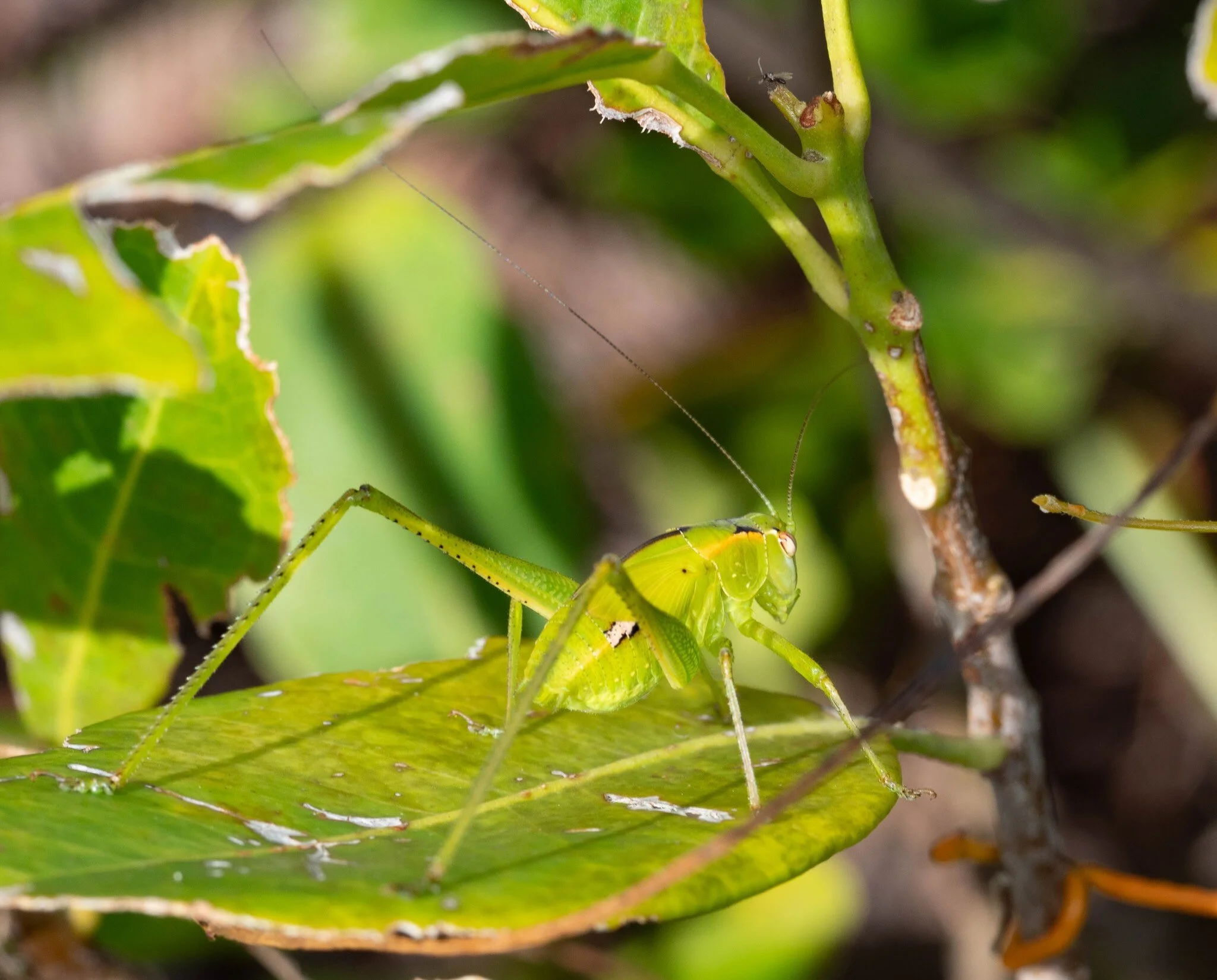  Insects that go through nymphal stages during their development often radically change in shape and colour. This is most likely the same species as the crimson nymph we found nearby. Note too the larger wings. These increase in size with each succes