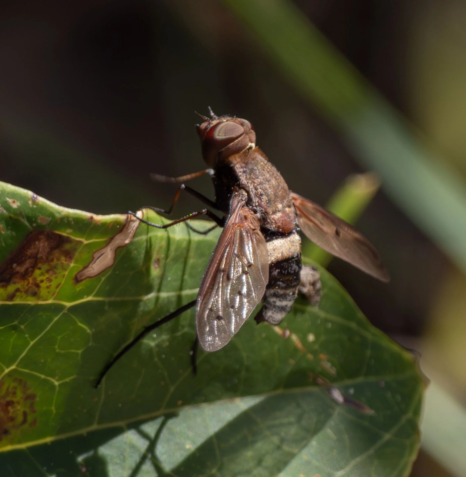  Yet another bee fly. A huge one! And yet another species we’ve not seen before.    Ligyra  are known parasitoids of ground-nesting wasps … so the nearby sand wasp larvae are probably among their local hosts.   Ligyra  sp. 
