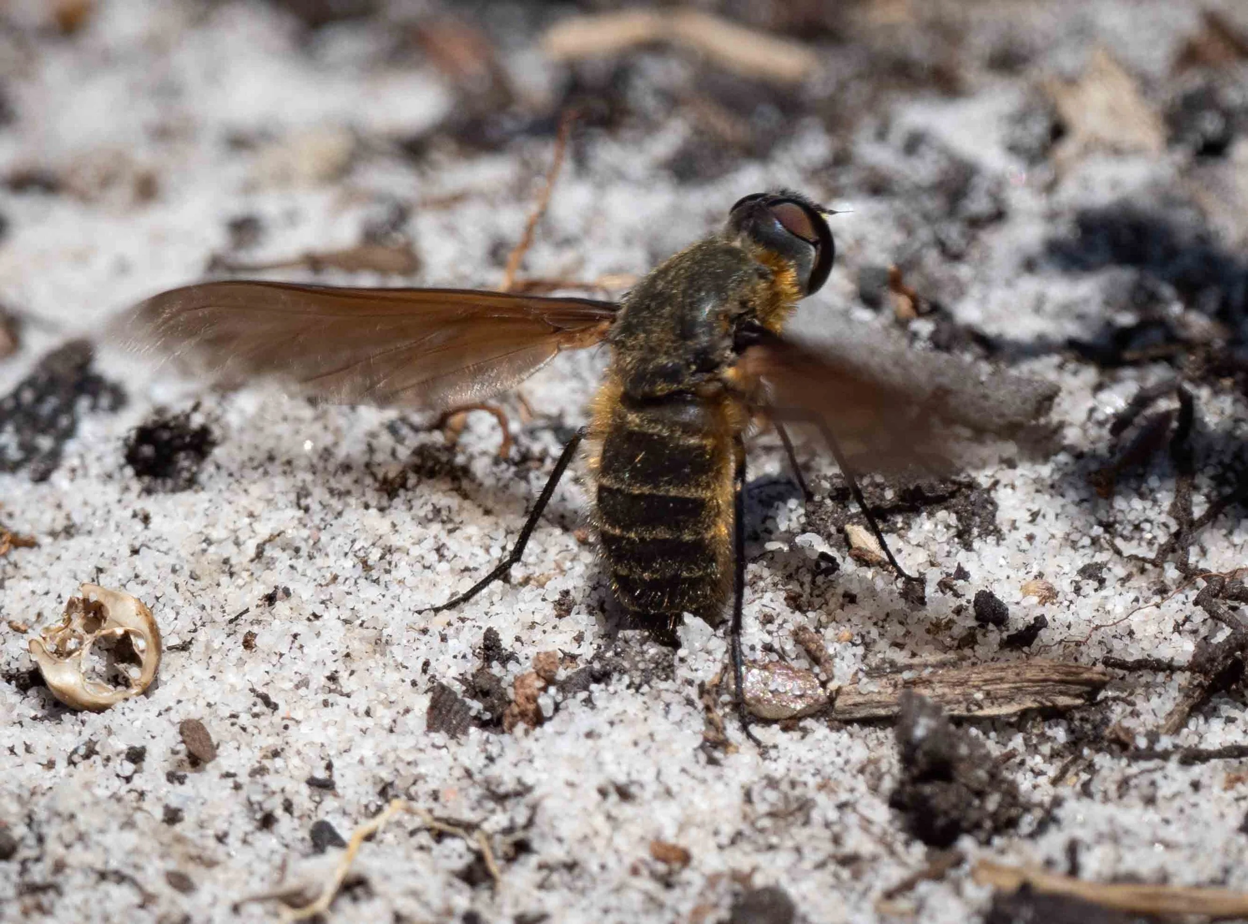  Bee flies such as this one gather sand into a chamber at the end of the abdomen - sand which will then coat their sticky, thin-shelled eggs. This sandy coating protects and probably camouflages the eggs when they are dropped onto the sand.   Comptos