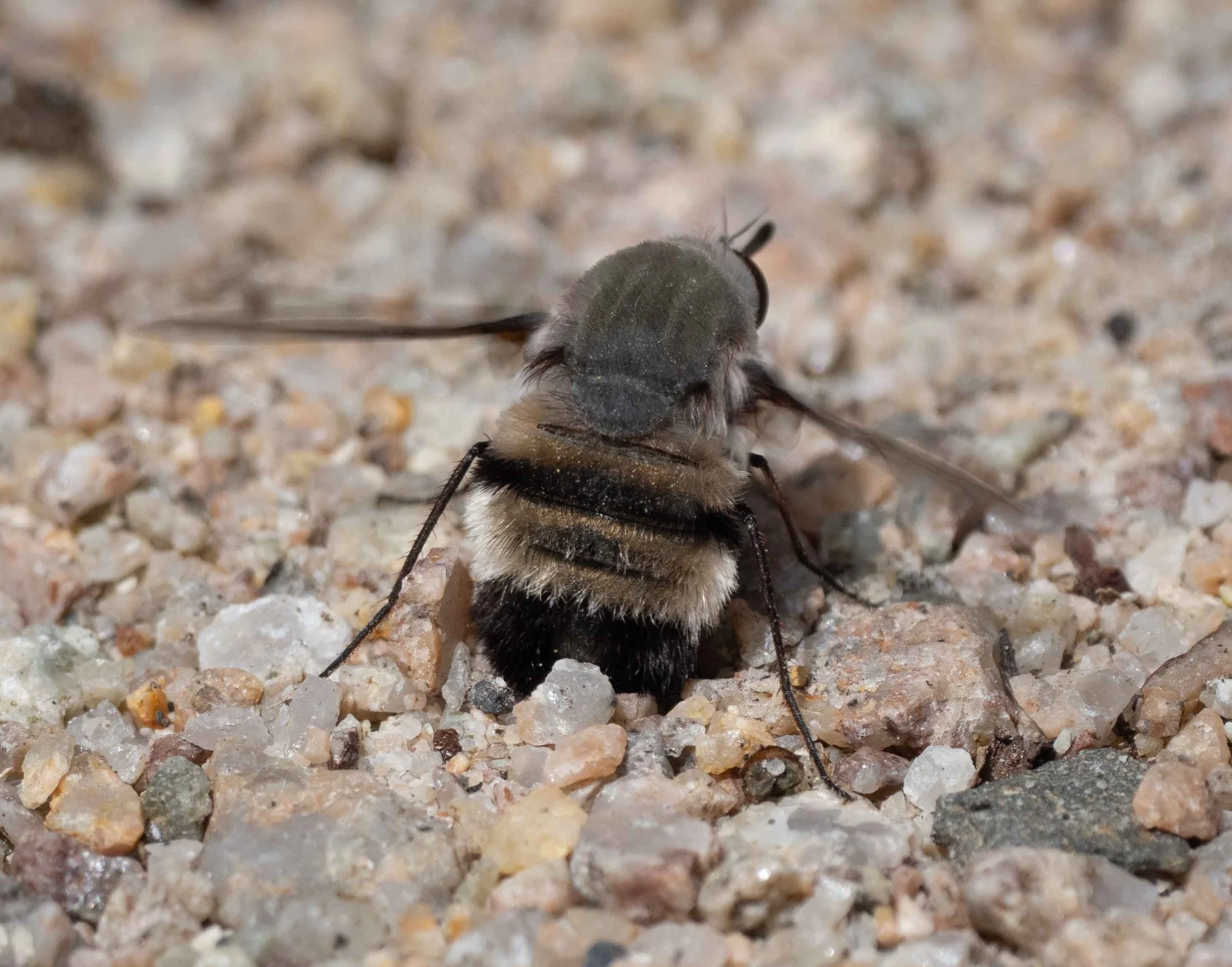  Very like a species we get at home. And yet another parasite of ground-nesting bees and wasps.   Meomyia  sp. 