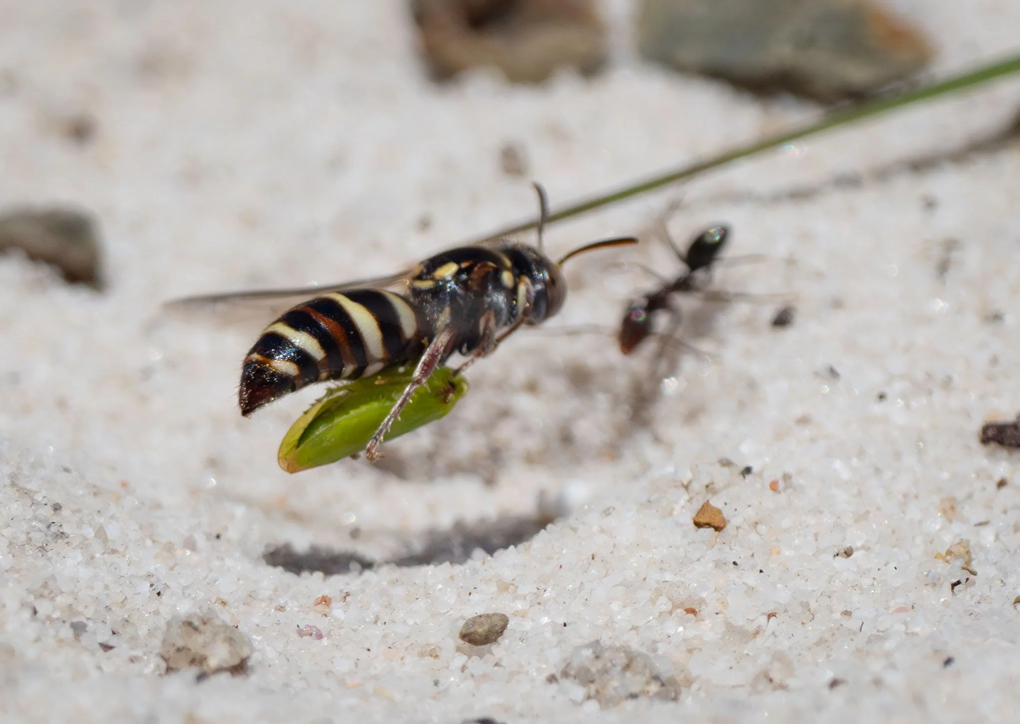  Before delivering her catch to her burrow, this wasp first had to face down a marauding ant. She did. Eventually. After several attempts. The ants are no doubt ready to grab any prey that the wasps leave unattended. I know from watching their antics