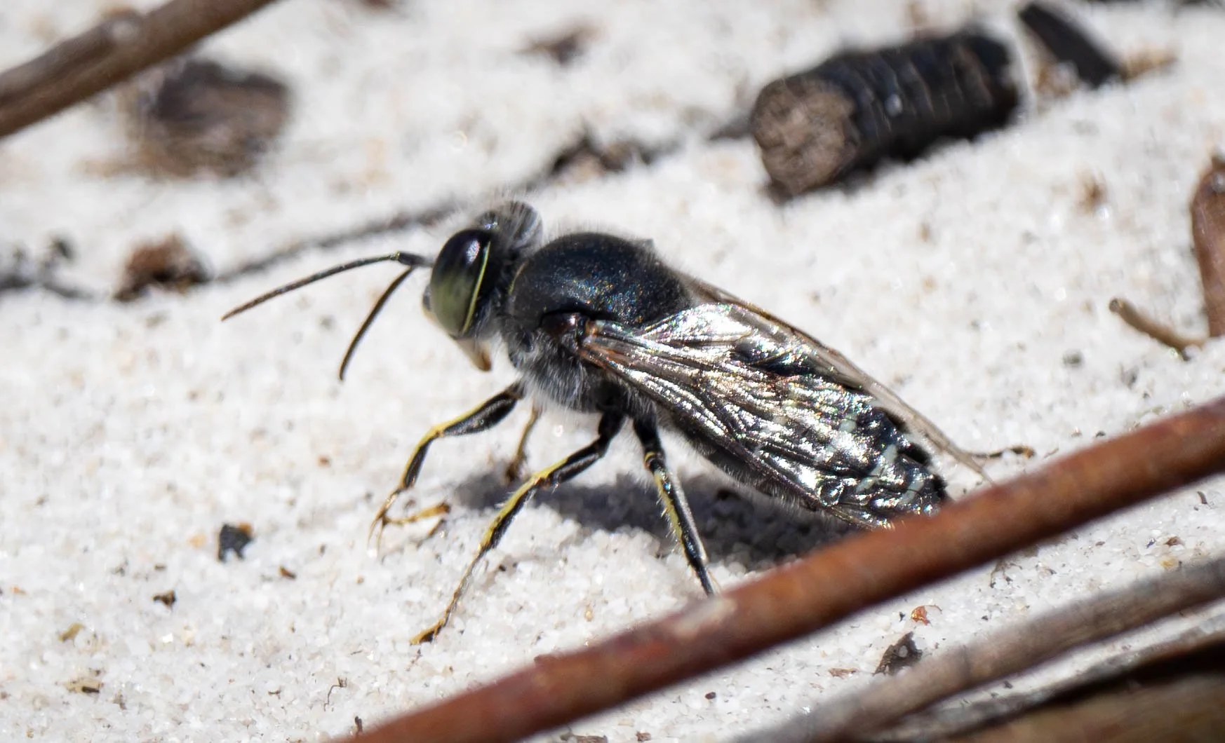  Male  Bembix  were also present, mostly flying in patrol and only rarely landing.   Bembix  sp. (male) 