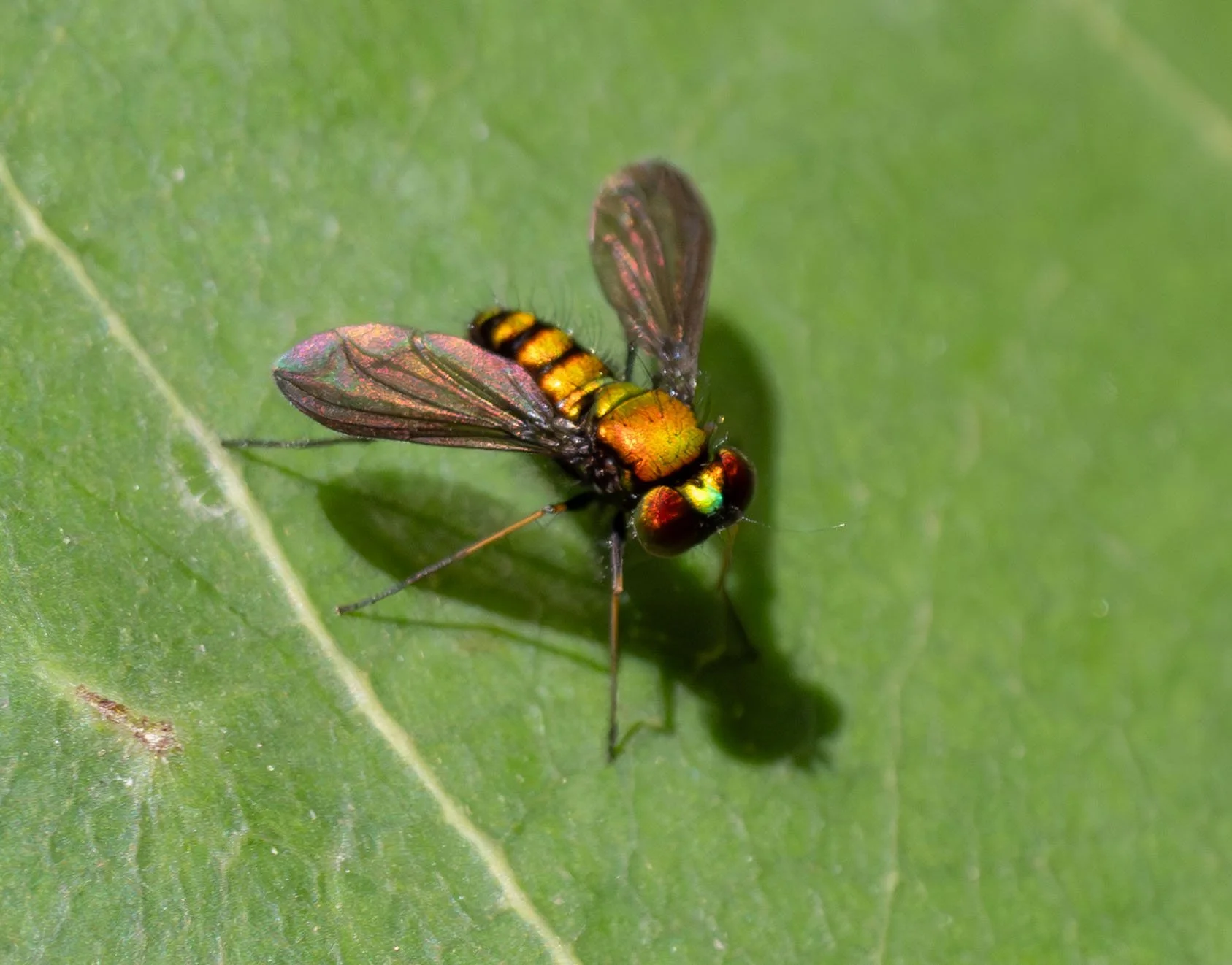  Not all flies are drab. Small, brilliantly metallic flies such as this are a familiar sight to most gardeners. They are predators, feeding on soft-bodied prey such as springtails and tiny worms.  