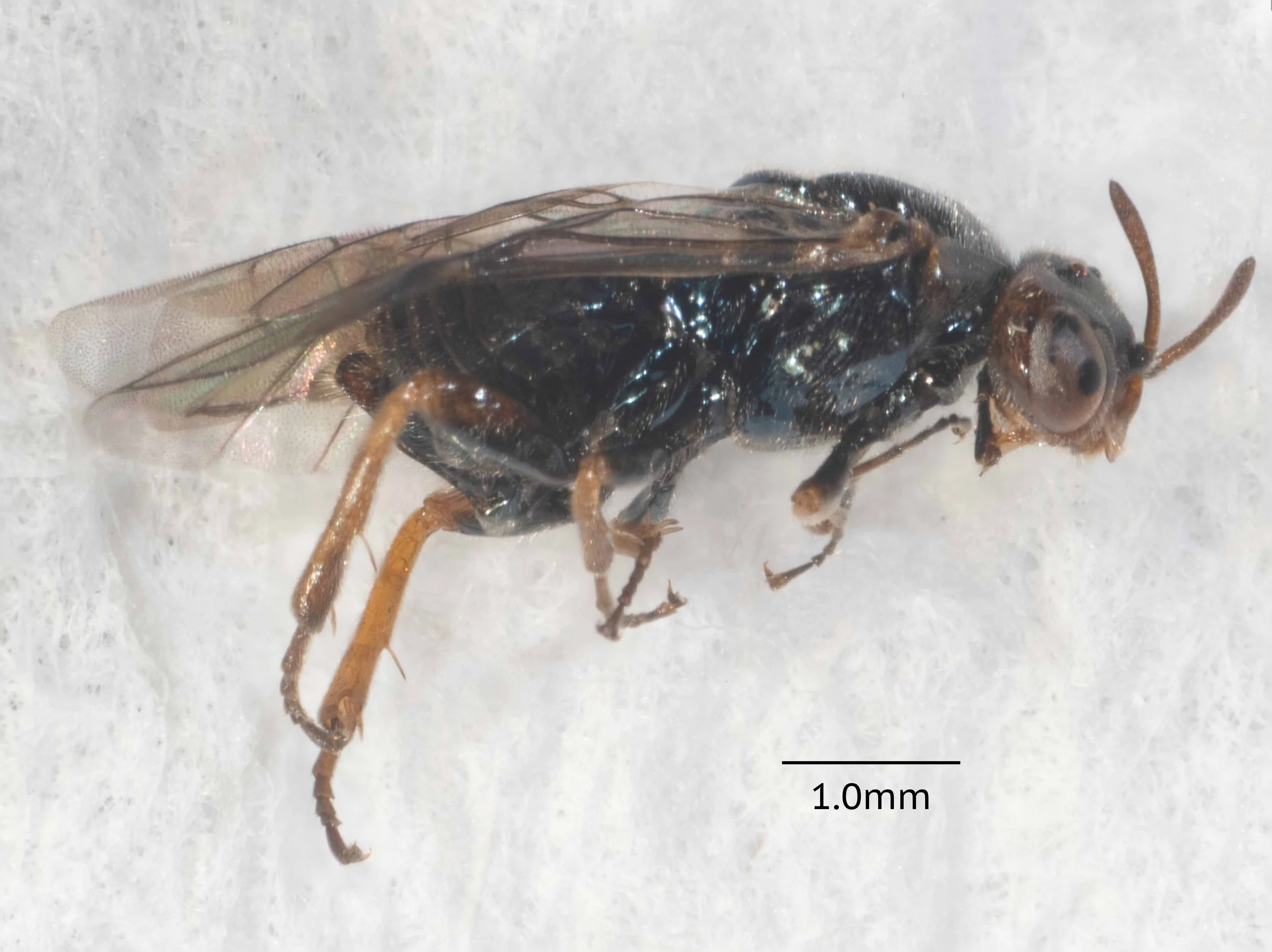 Female, Creyk Pk PW070