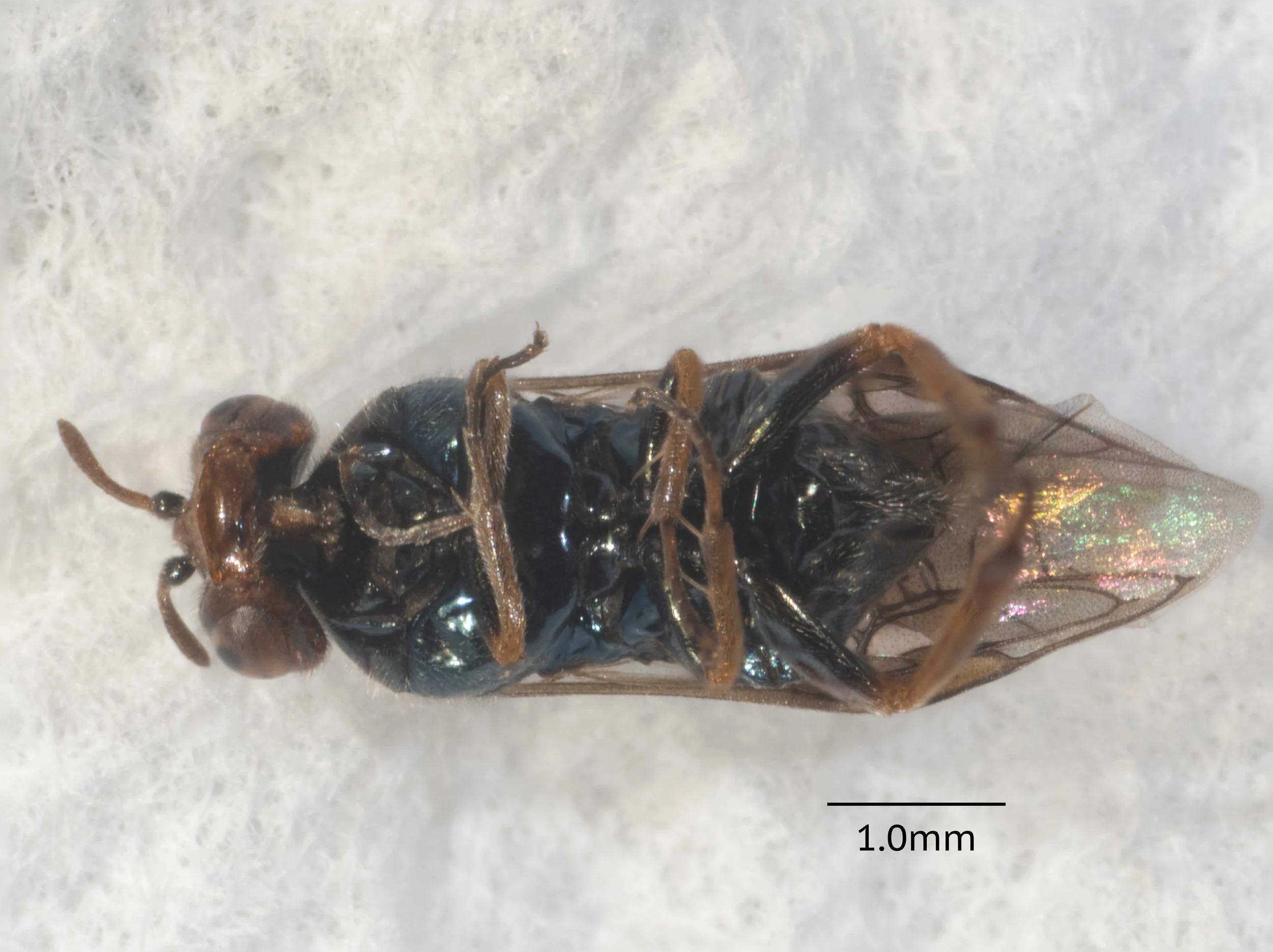  ventral side of thorax and abdomen bright metallic blue  genae, labrum and mandible orange (latter with black tips)  legs: all coxae and femora black, except hind femora with orange apical tips ventrally; all tibiae and tarsi orange, except last tar