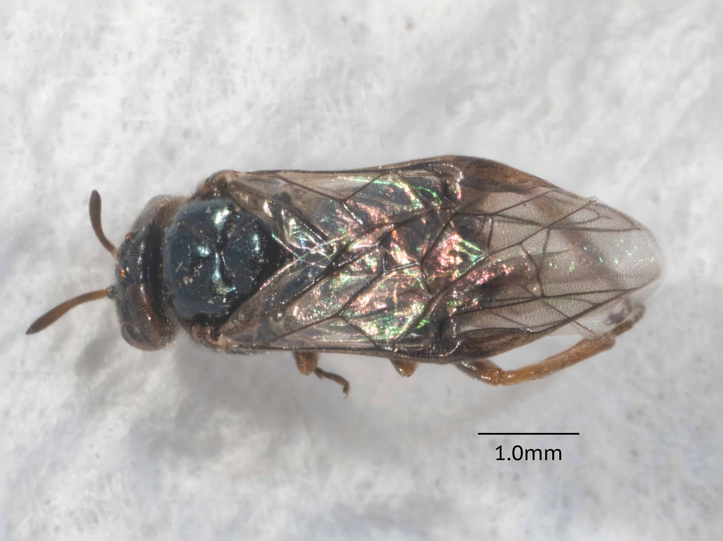  vertex black in post-ocellar area, orange laterally  mesoscutum, bright metallic blue, unpunctured  stigma brown, venation brown 