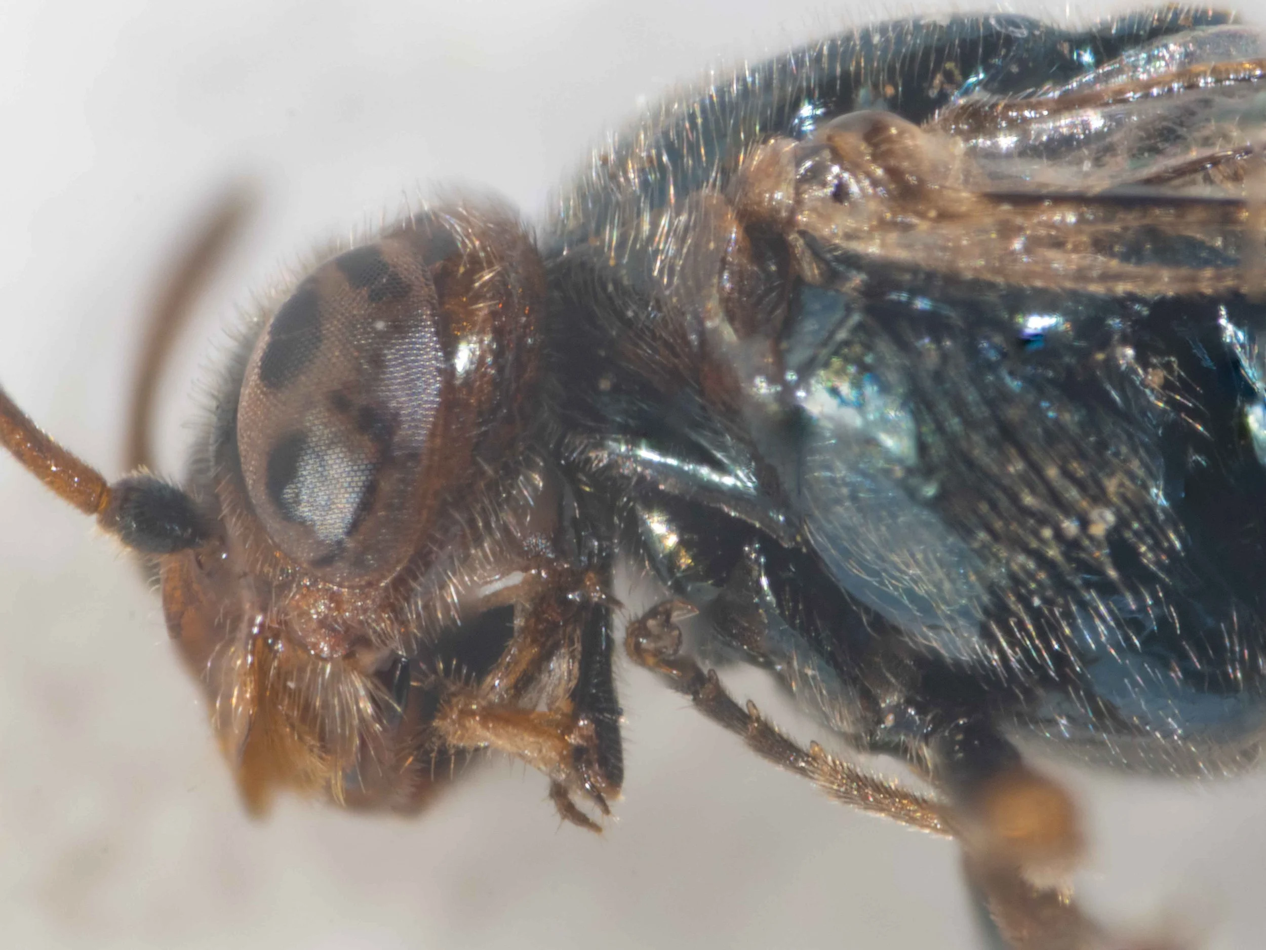  glossa shorter than prementum, much shorter than length of eye  clypeus, labrum, genae and inner orbits orange  pronotum black with orange posterior region, tegula orange  mesoscutum, mesopleura black 