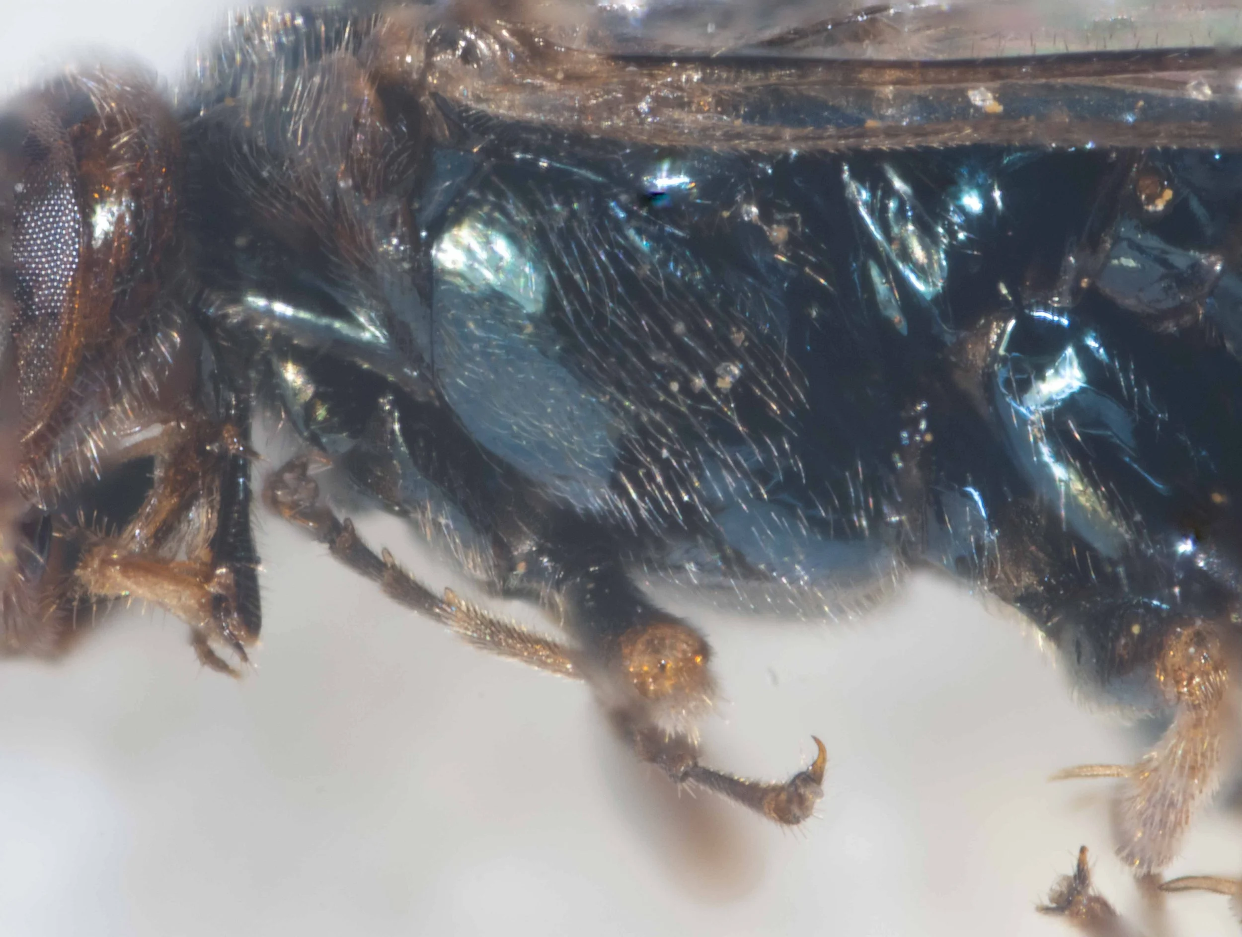  meso- and metapleura, fore coxae shiny metallic blue, unpunctured 