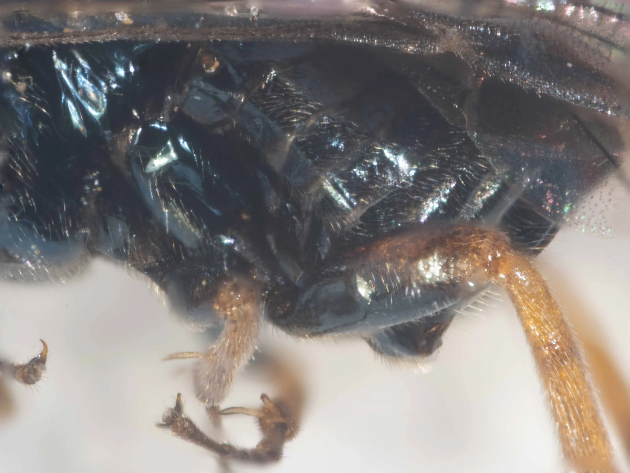  abdomen shiny metallic blue laterally; sawsheath black  hind coxa black; hind femur laterally black basal half, orange apical half; hind tibia orange 