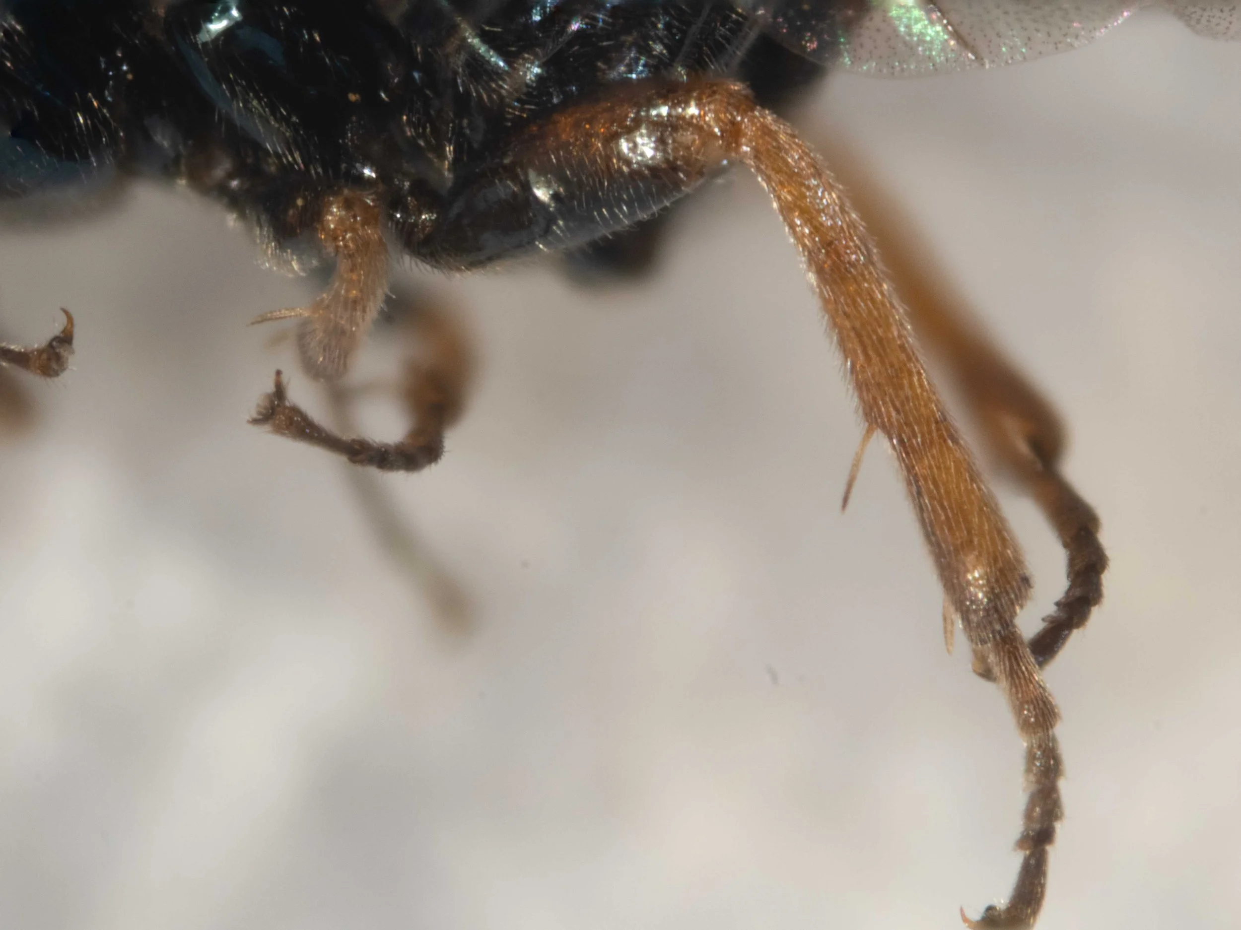  hind femur laterally; black basally, orange apically  mid and hind tibia and tarsi orange, most distal tarsal segments infuscated 