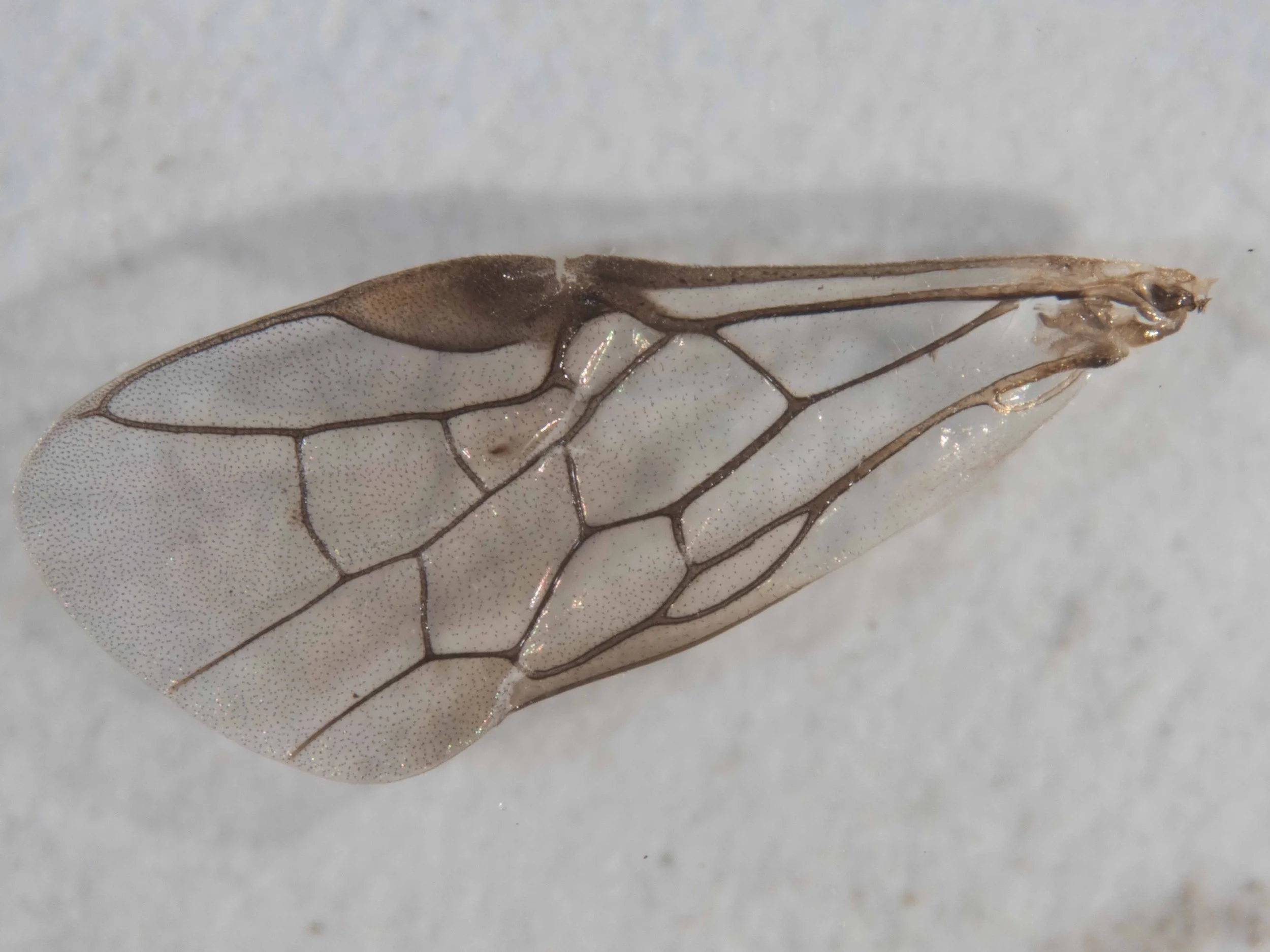  left forewing; hyaline, stigma and venation brown 