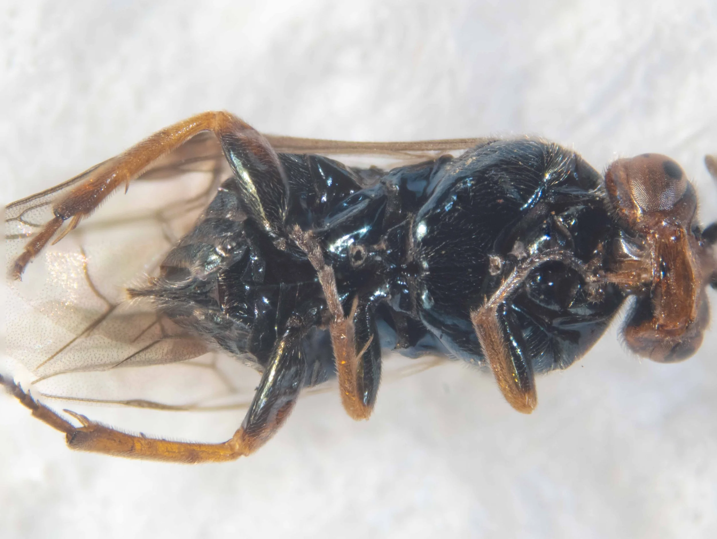  ventral view of body with right fore and mid femur, tibia, tarsus removed  mesopleura, mesosternum and venter shiny metallic blue, unpunctured  all coxae and femora shiny metallic blue with hind coxae orange on apical lateral side; all tibiae and ta